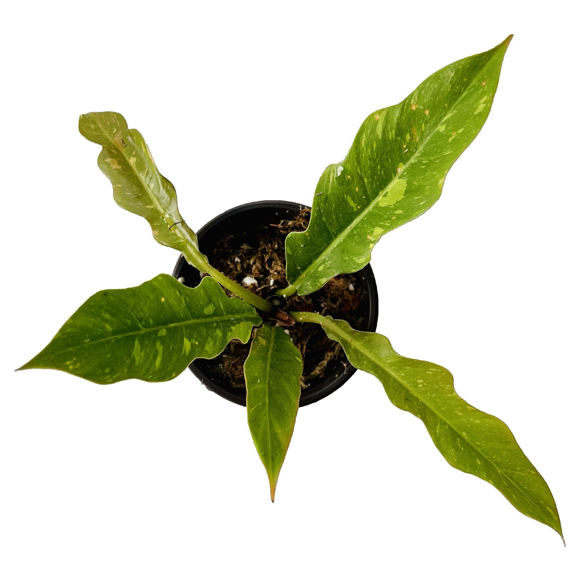 Philodendron Ring of Fire in 4" pot