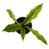 Philodendron Ring of Fire in 4" pot