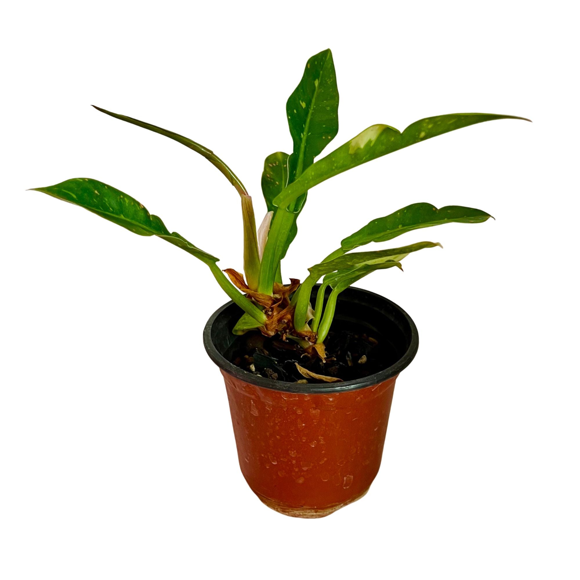 Philodendron Ring of Fire in 4" pot