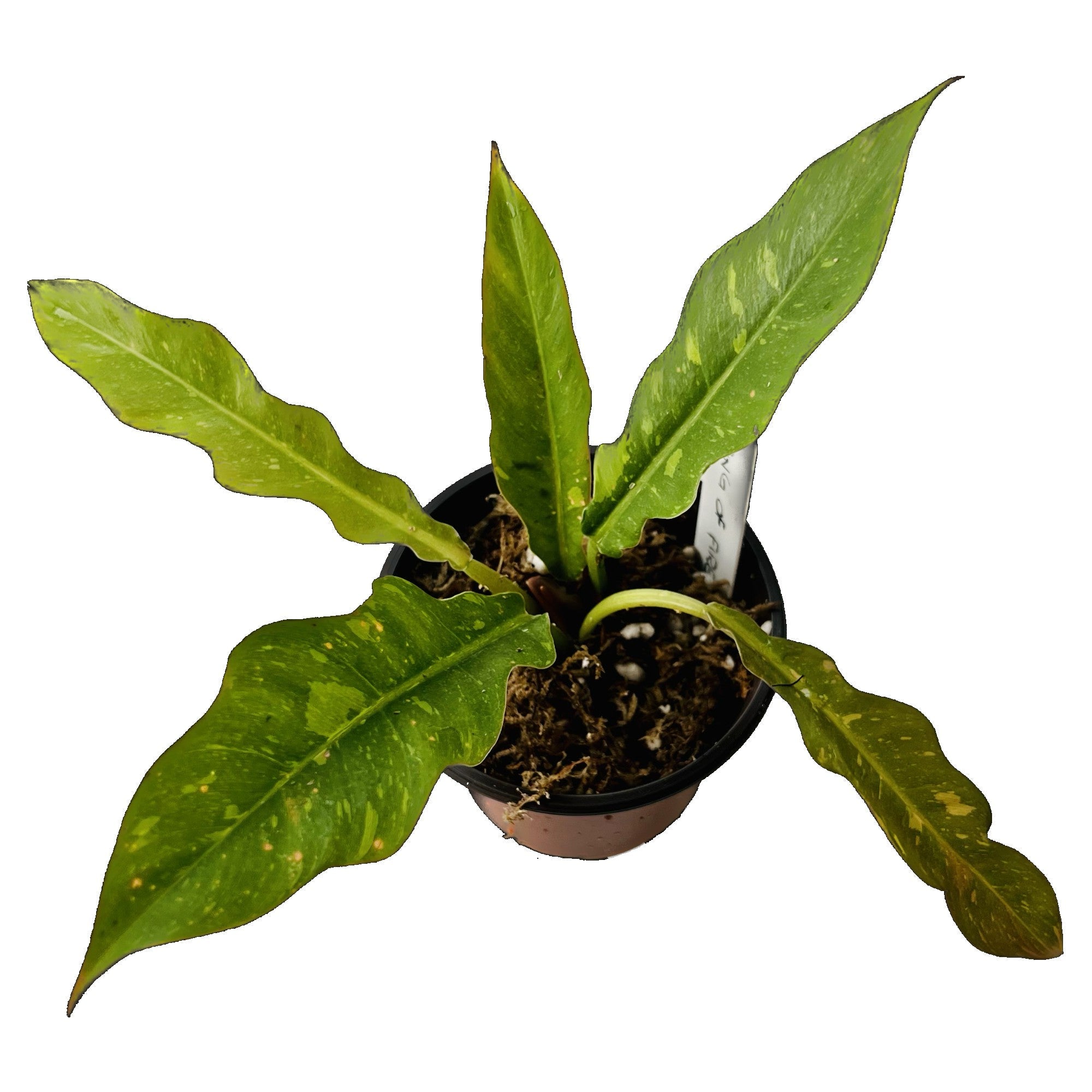 Philodendron Ring of Fire in 4" pot