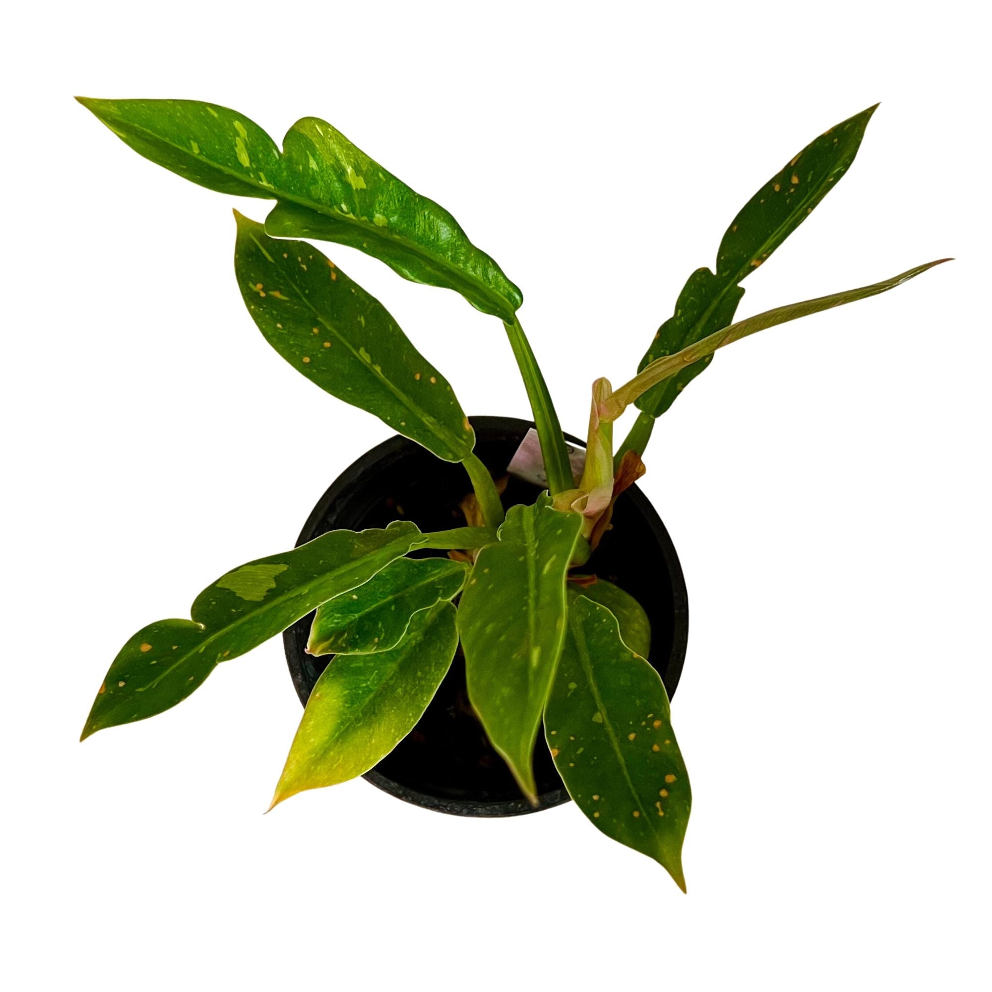 Philodendron Ring of Fire in 4" pot
