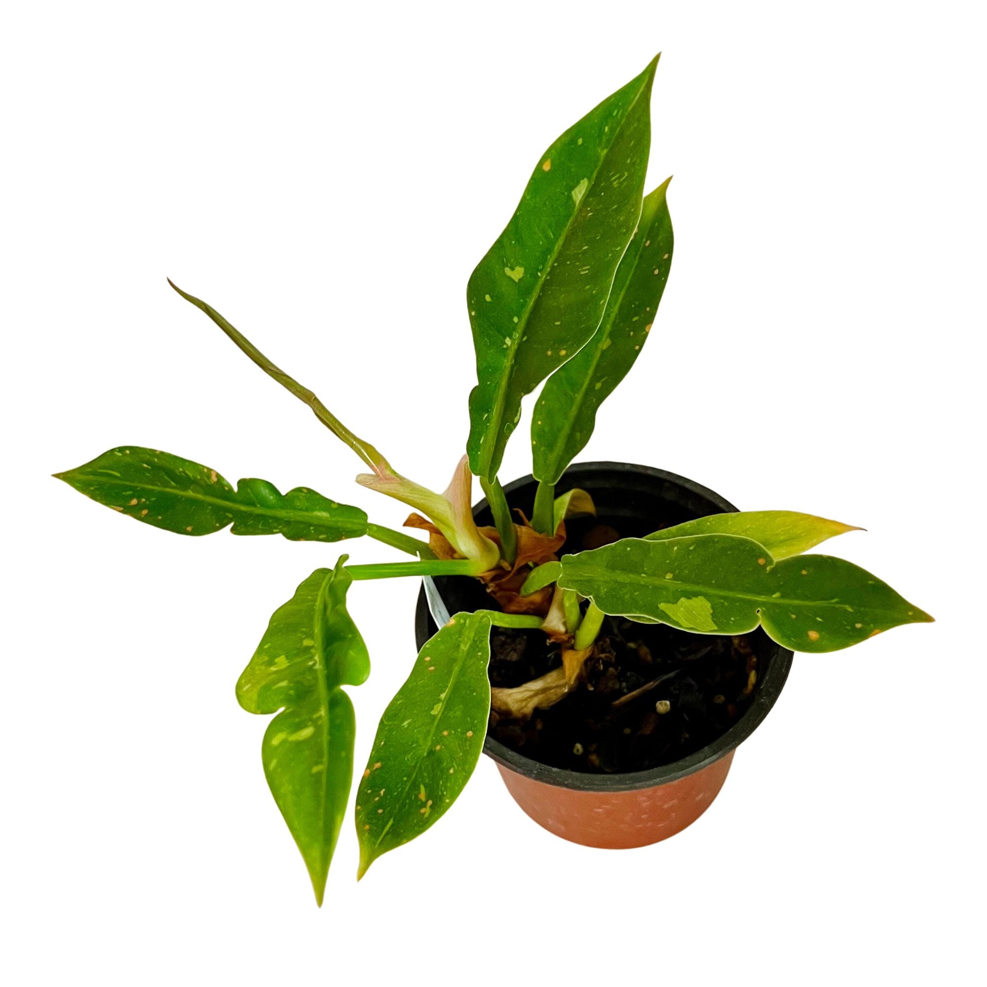Philodendron Ring of Fire in 4" pot