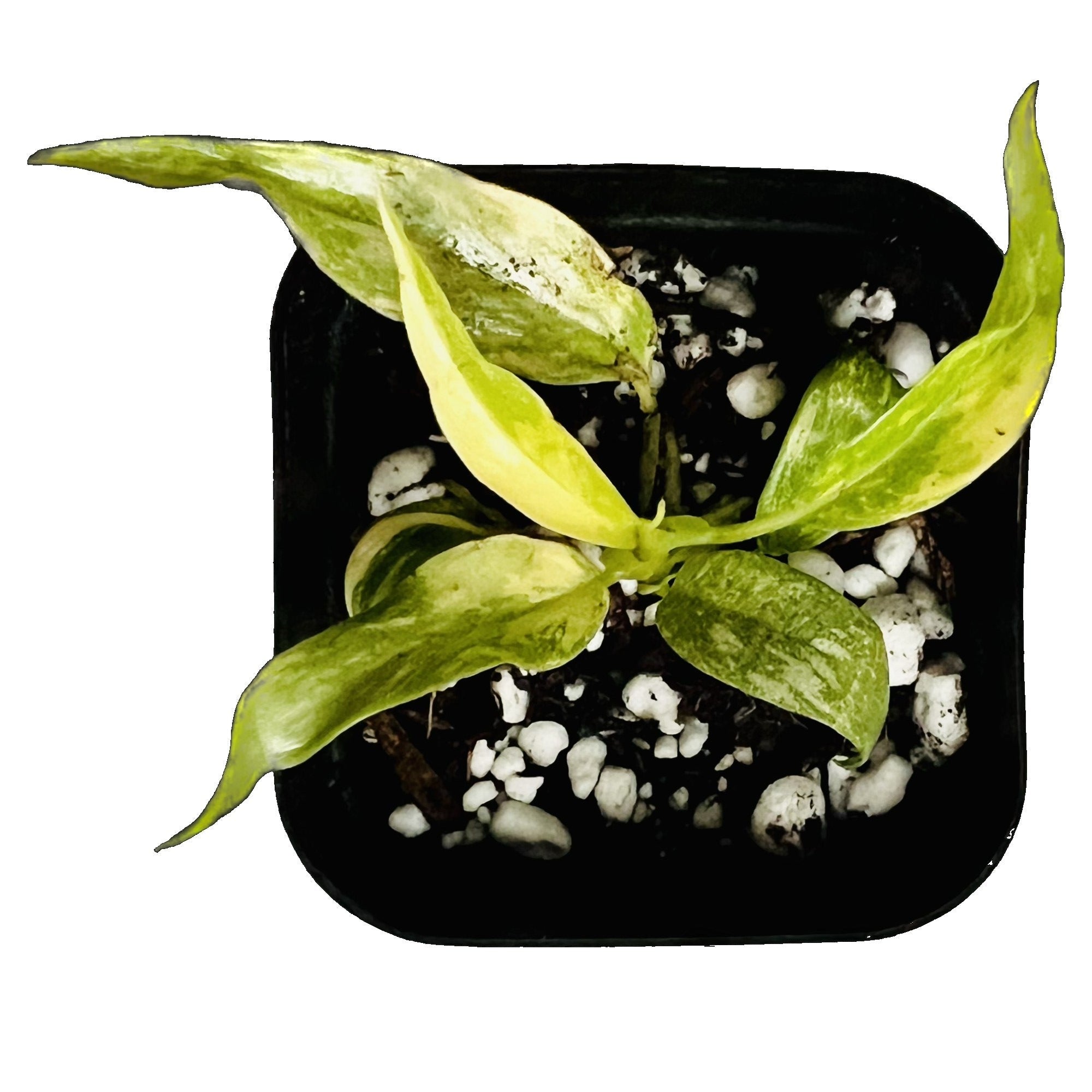Philodendron Ring of Fire in 2" pot