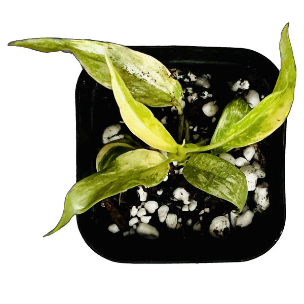 Philodendron Ring of Fire - Starter Philodendron Ring of Fire - Starter