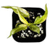 Philodendron Ring of Fire in 2" pot
