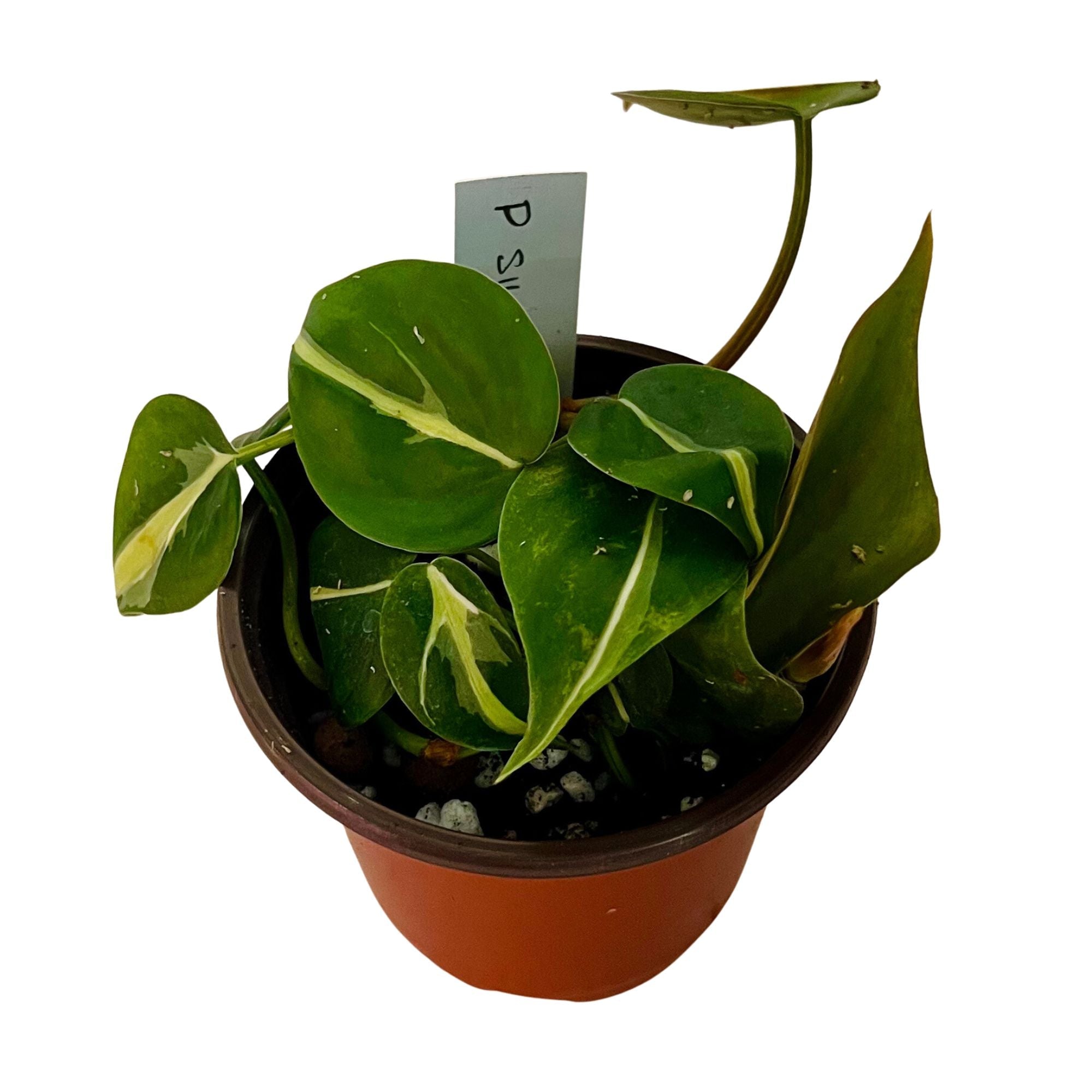 Philodendron Silver Stripe in 4" pot