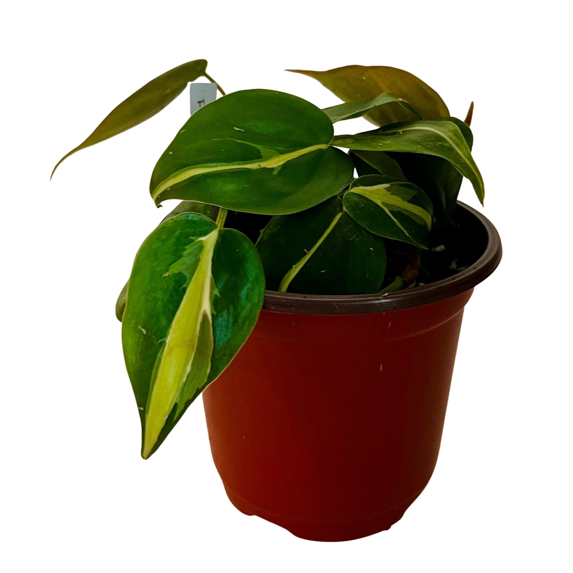 Philodendron Silver Stripe in 4" pot