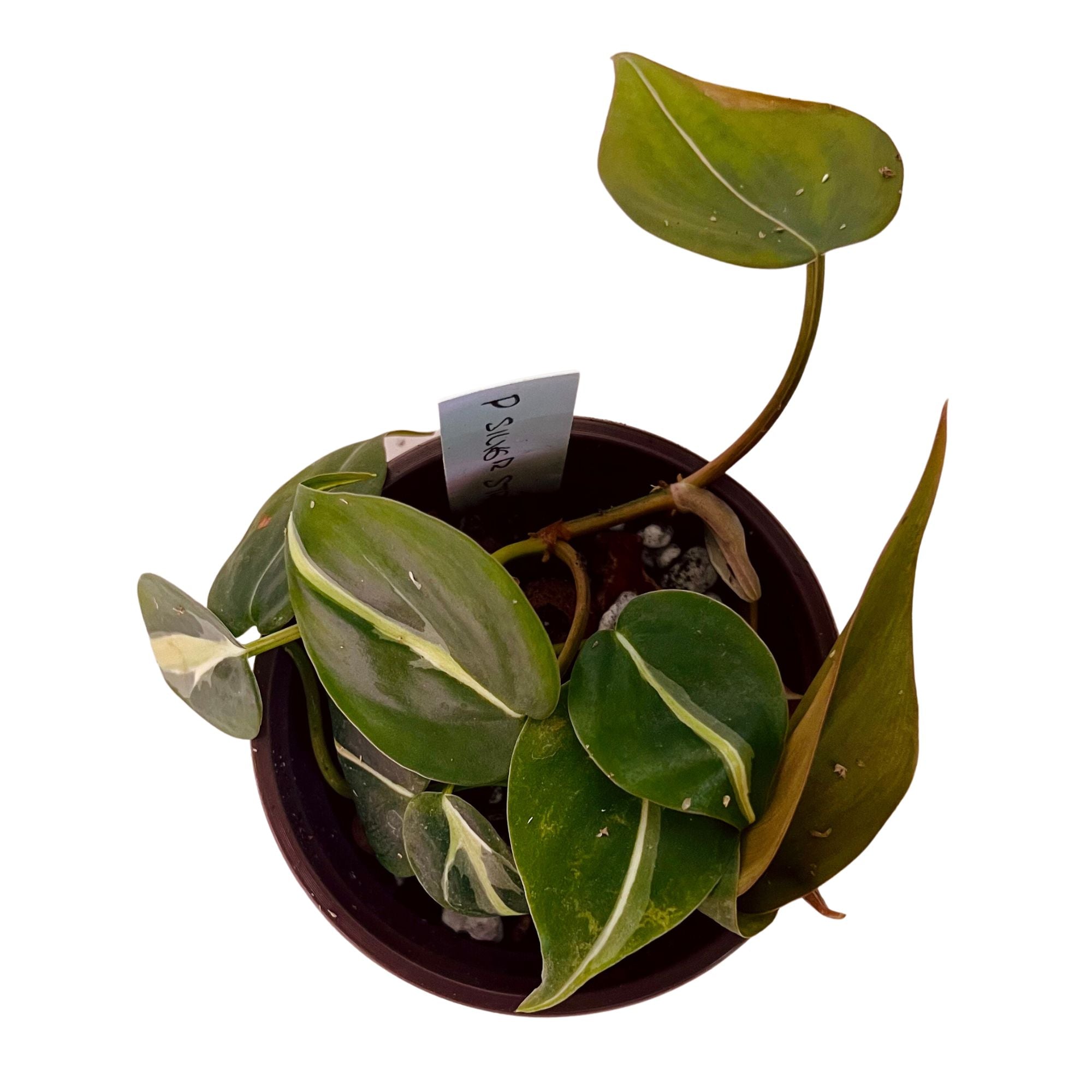 Philodendron Silver Stripe in 4" pot