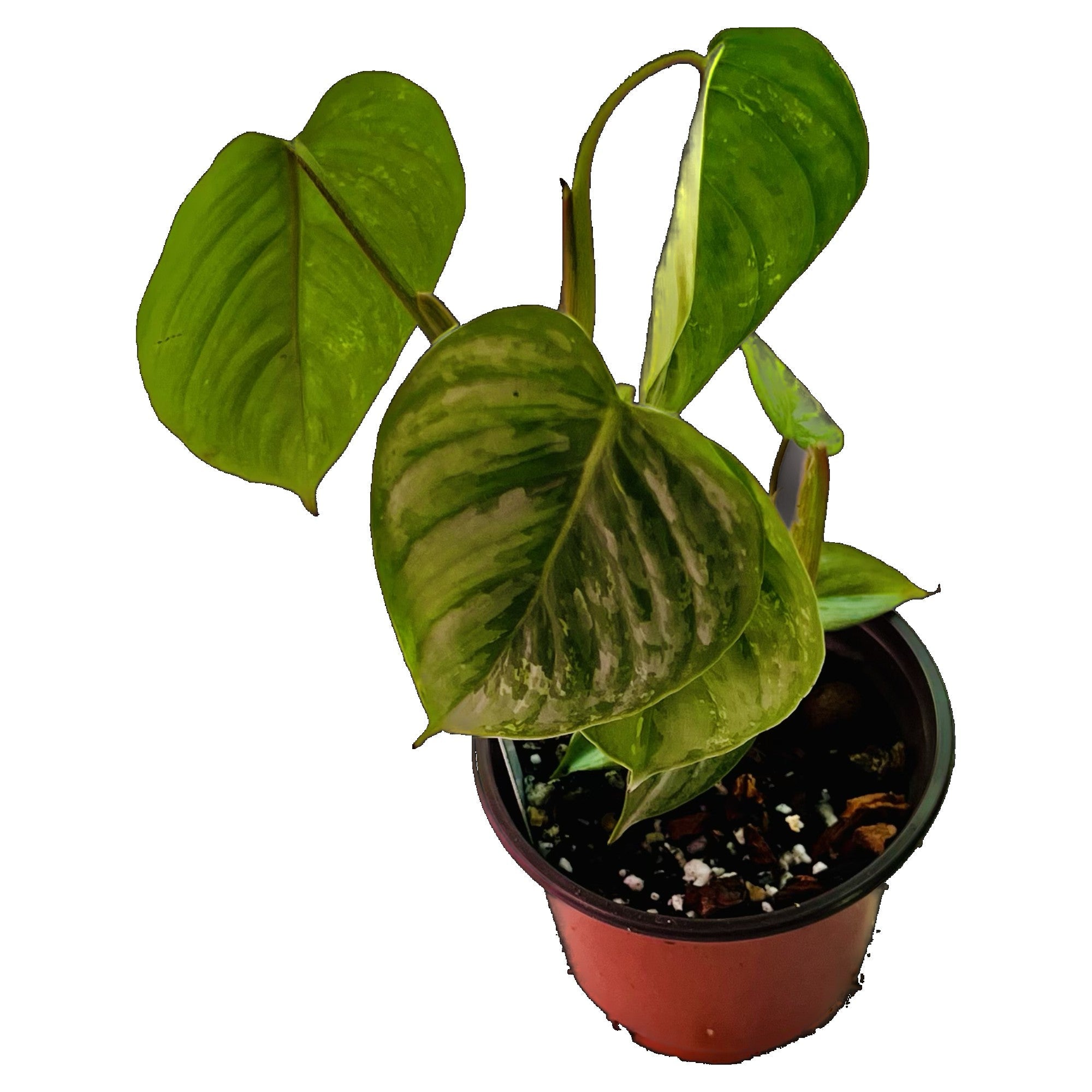 Philodendron Sodiroi Variegated in 4" pot