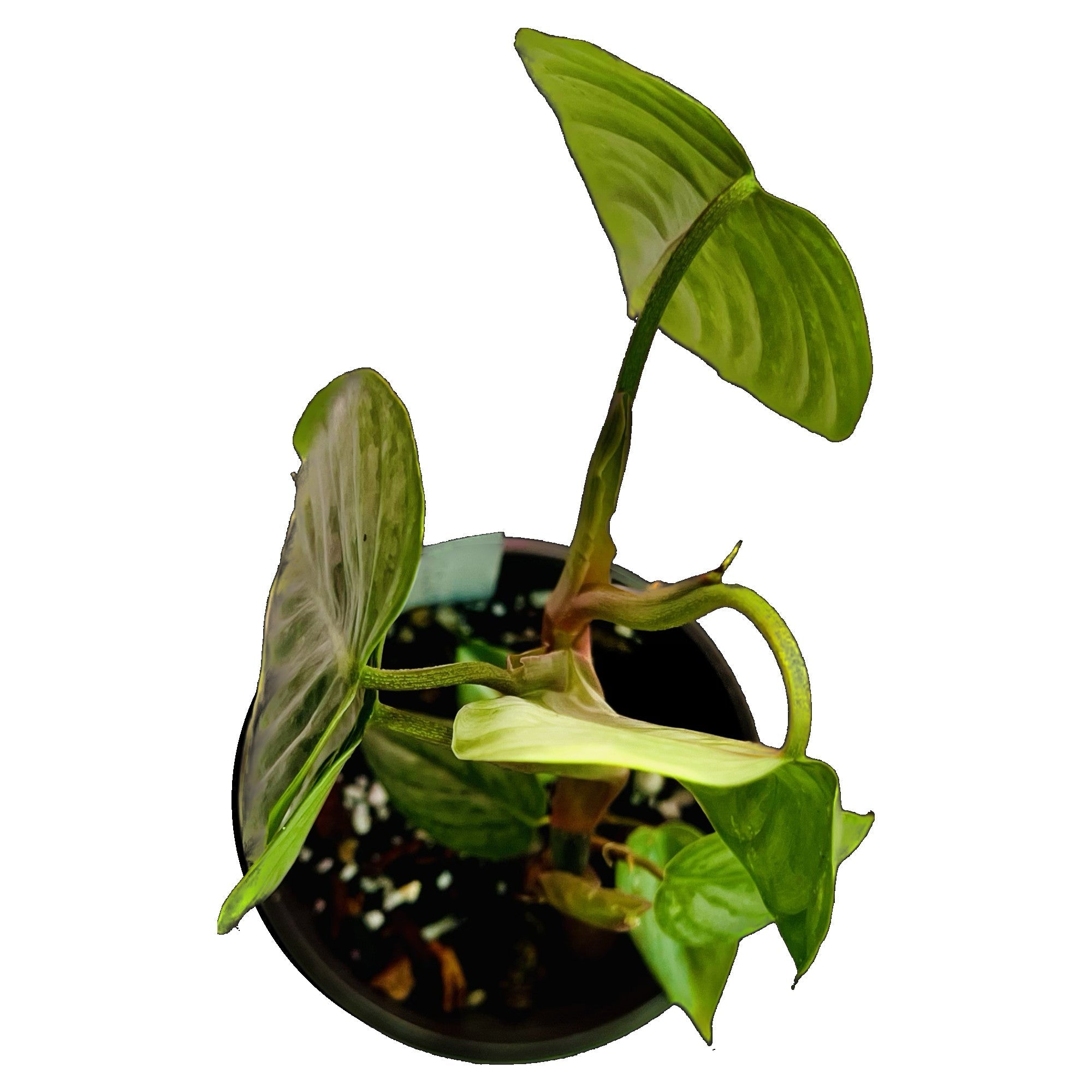 Philodendron Sodiroi Variegated in 4" pot