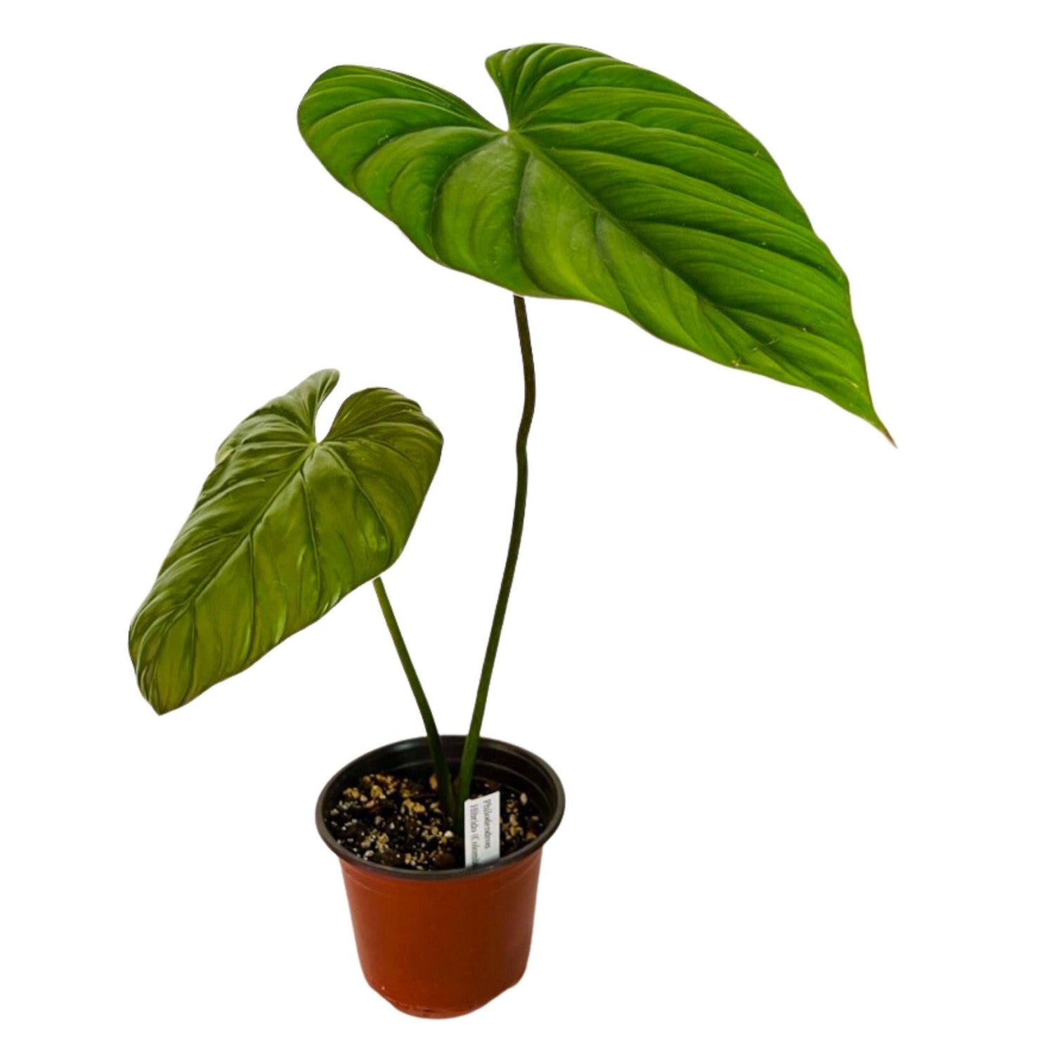 Philodendron Sp Colombia in 6" pot