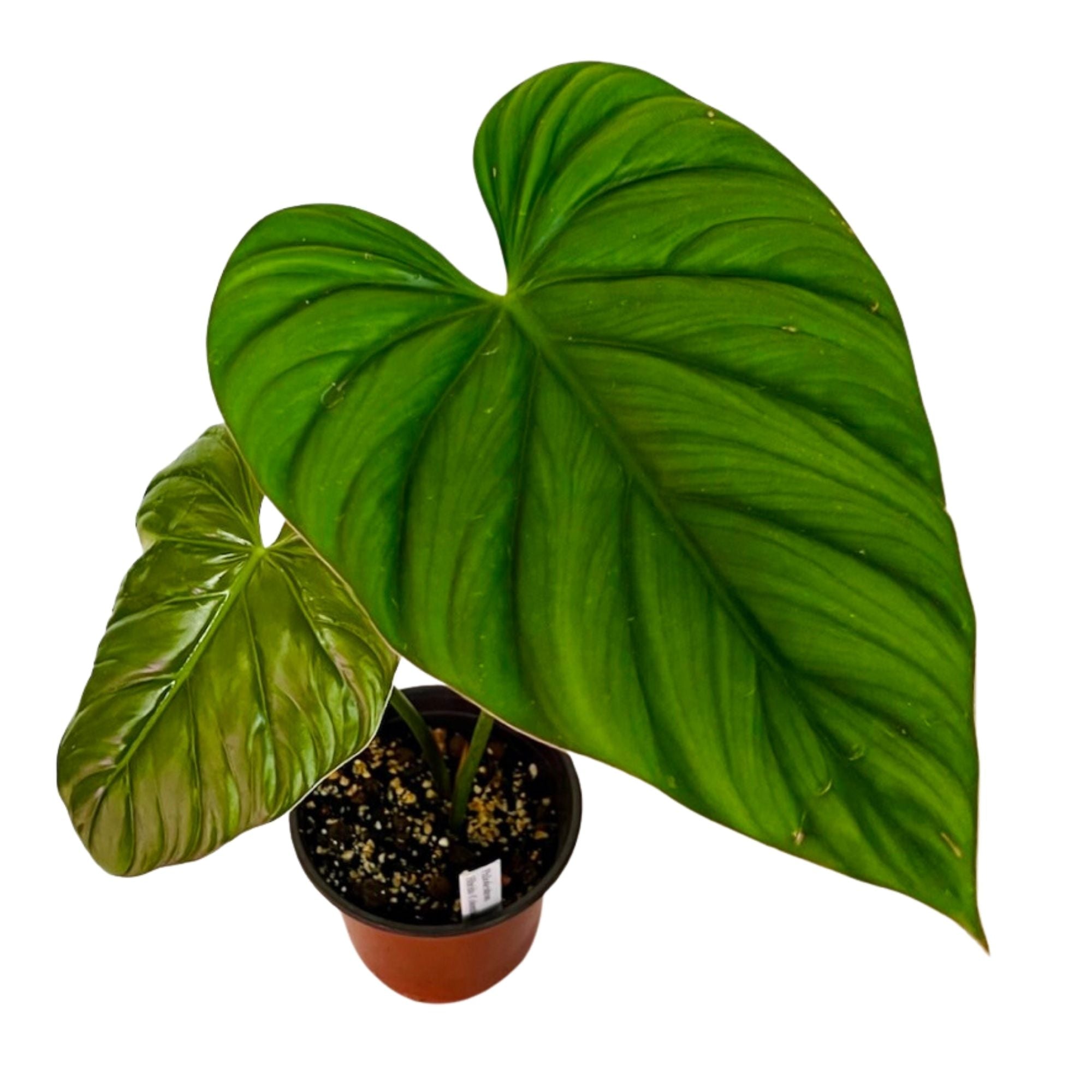 Philodendron Sp Colombia in 6" pot