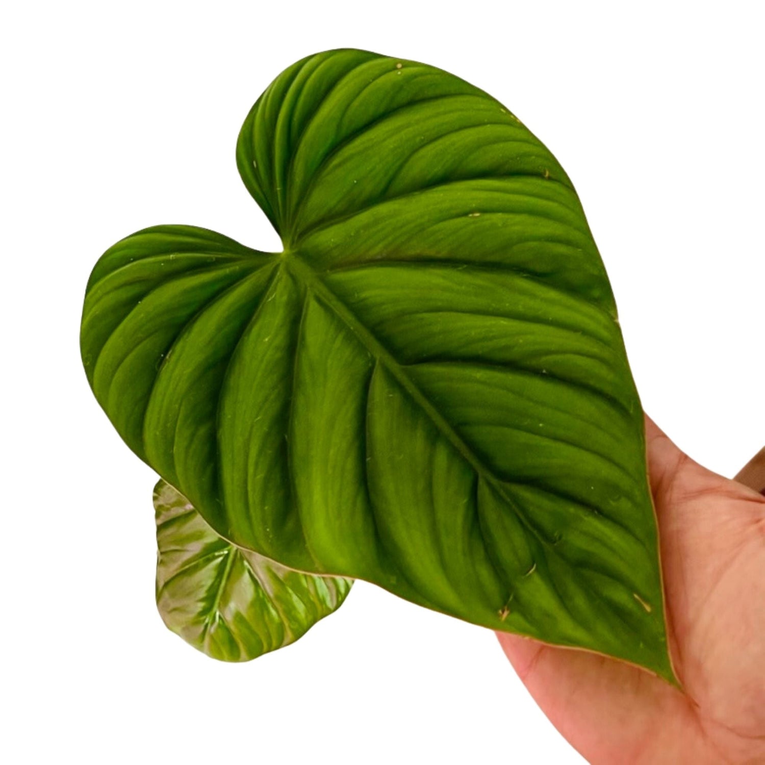 Philodendron Sp Colombia in 6" pot