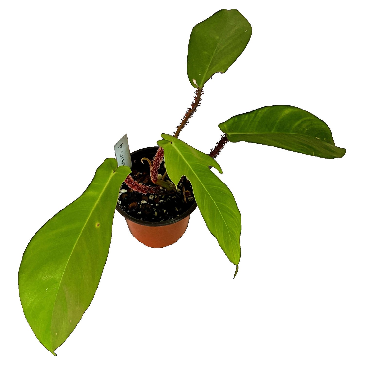 Philodendron Squamiferum in 4" pot