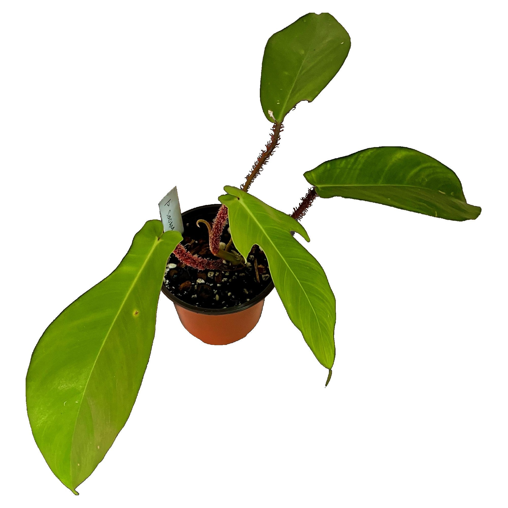 Philodendron Squamiferum in 4" pot