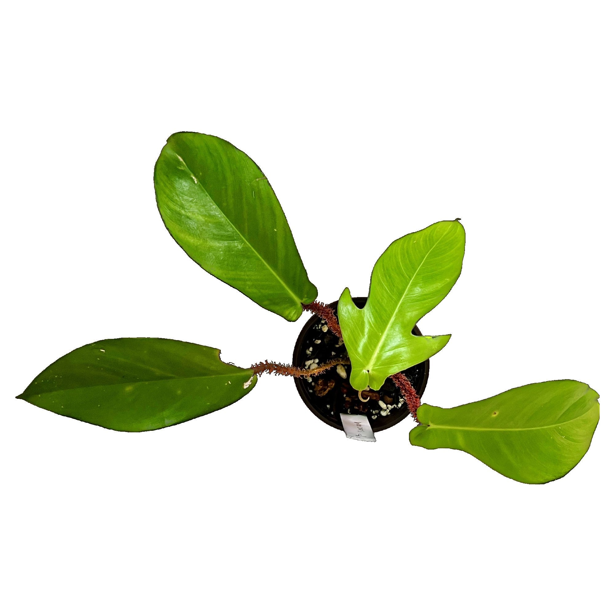 Philodendron Squamiferum in 4" pot