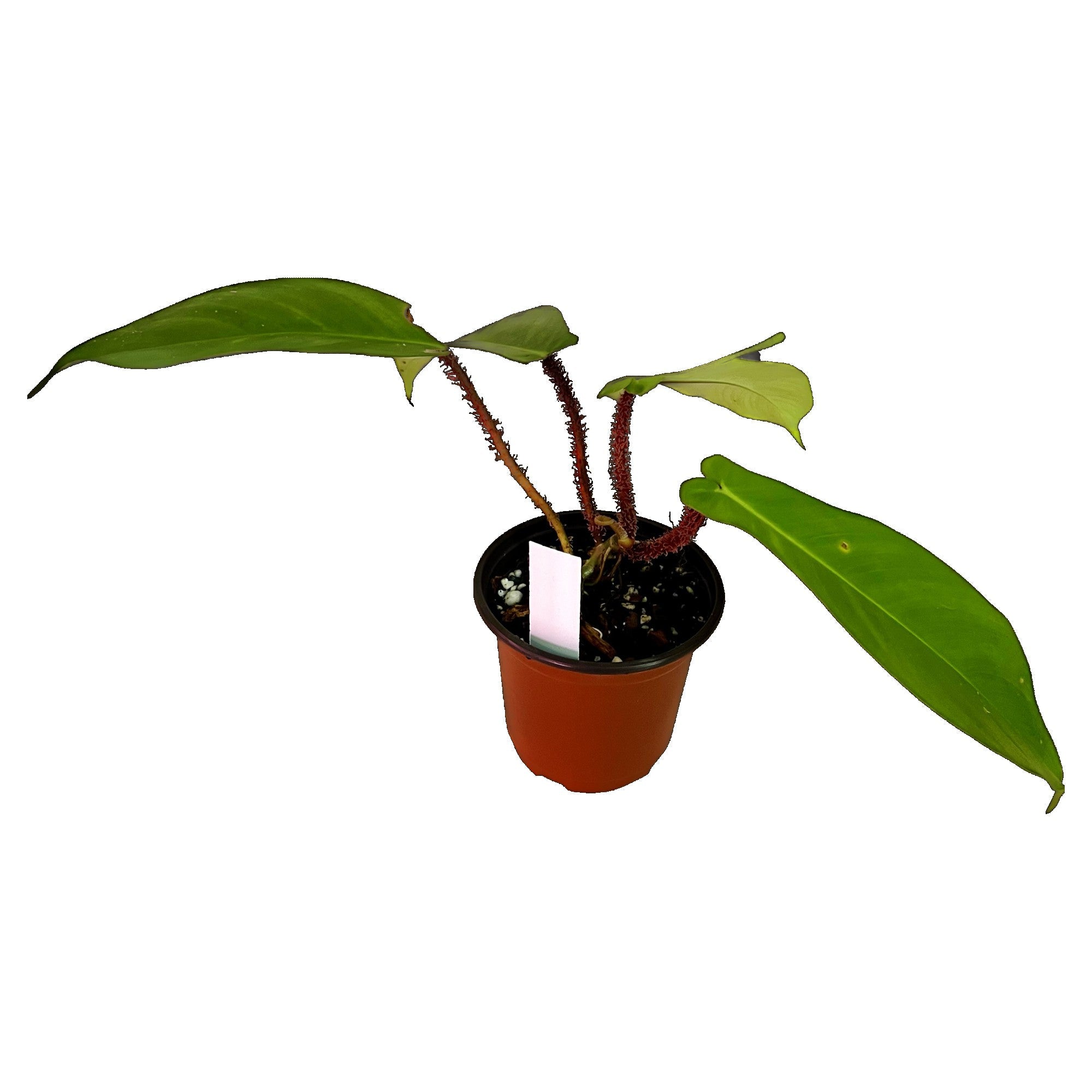 Philodendron Squamiferum in 4" pot