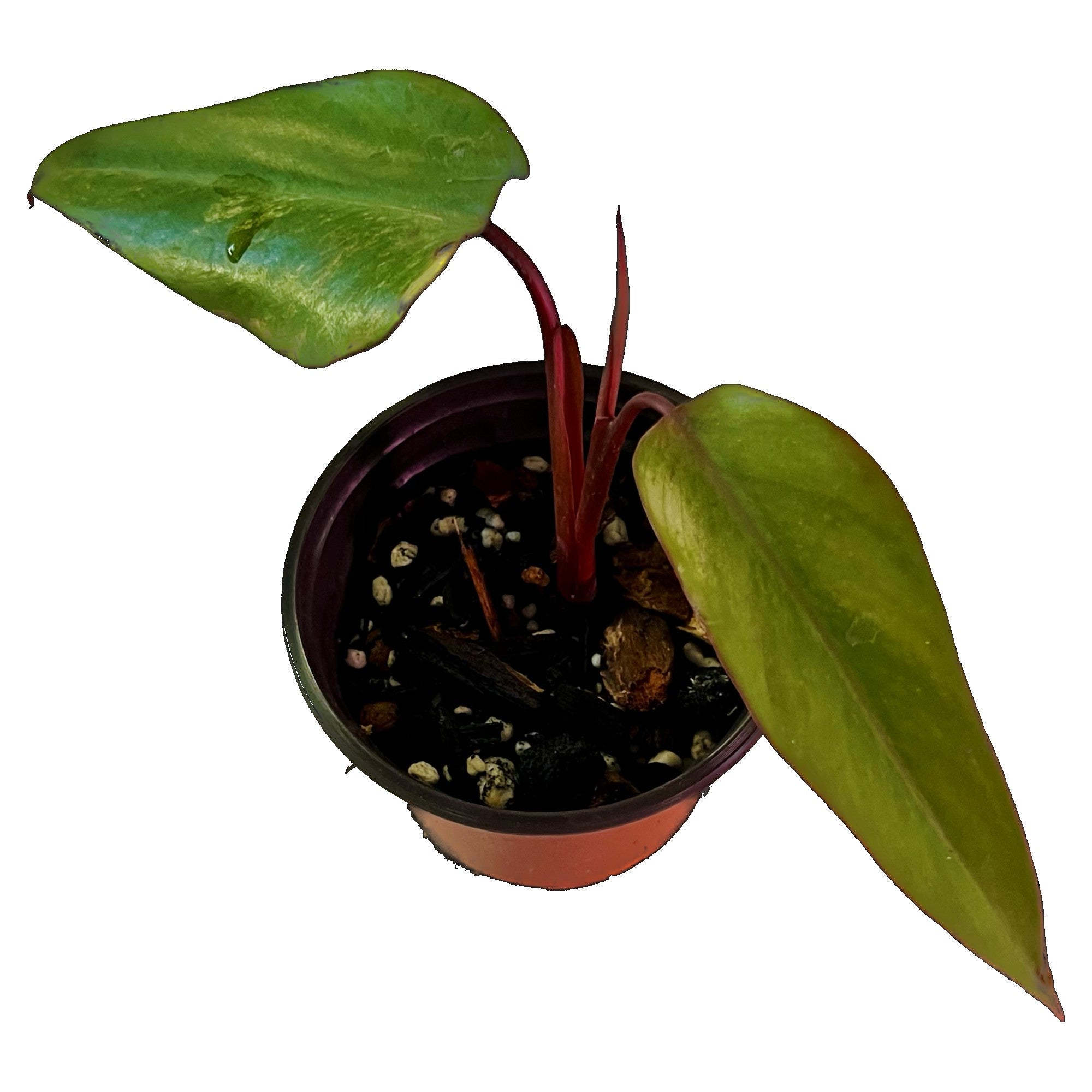 Philodendron Strawberry Shake in 4" pot