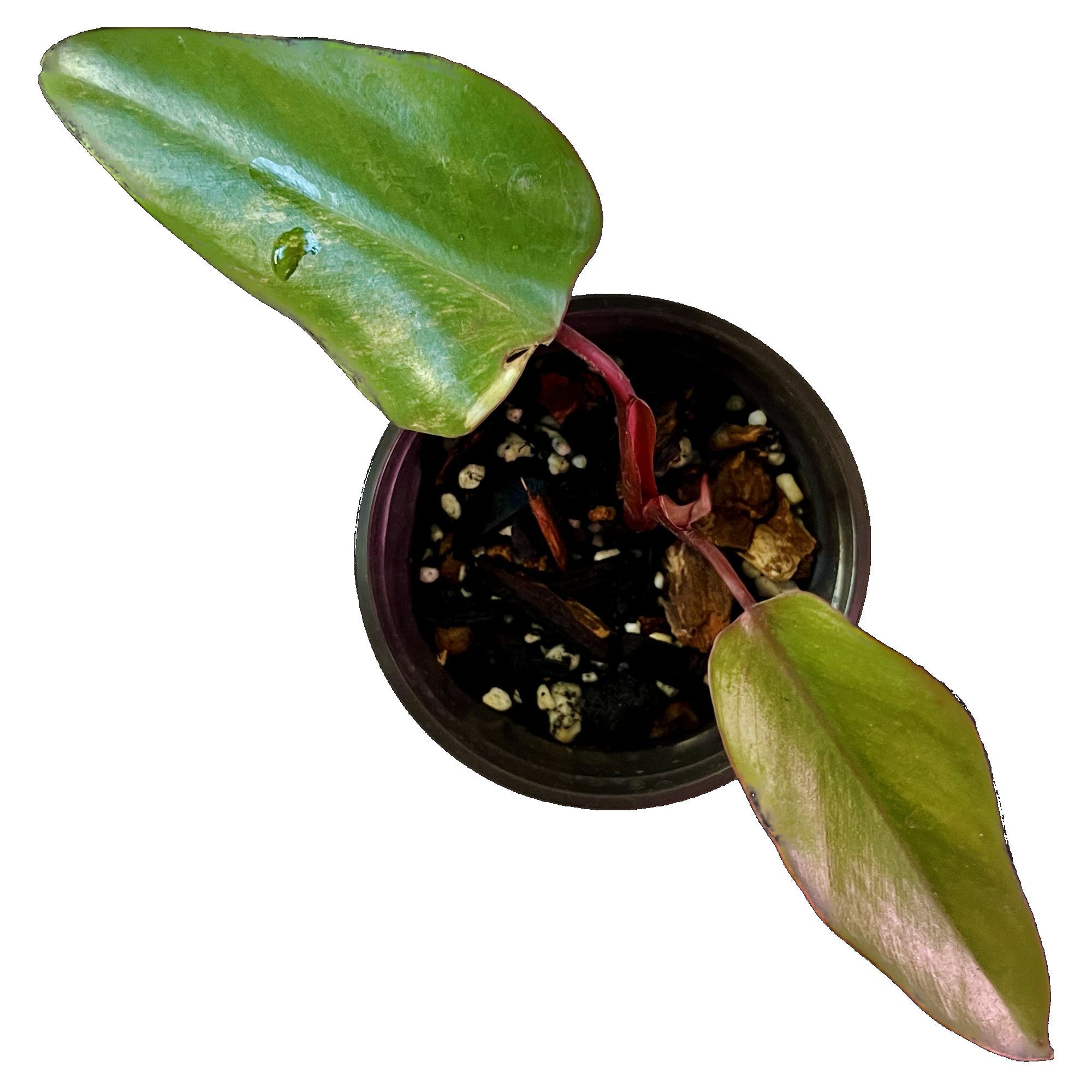 Philodendron Strawberry Shake in 4" pot