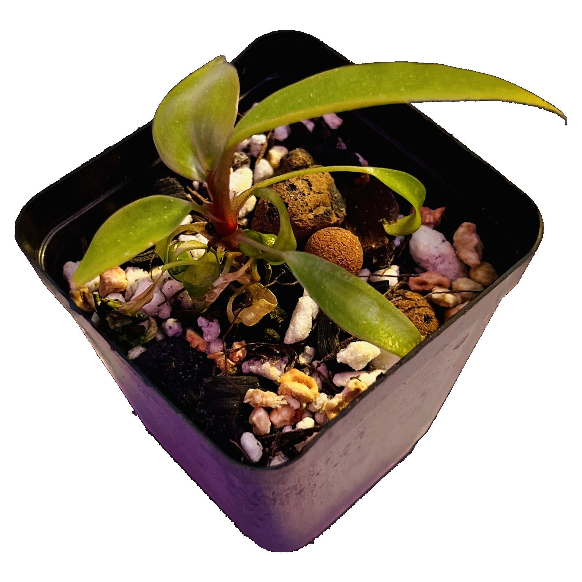 Philodendron Strawberry Shake in 2" pot