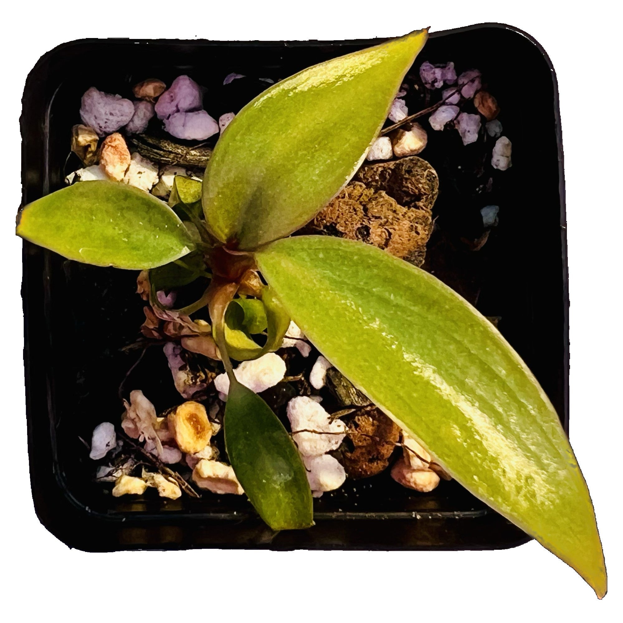 Philodendron Strawberry Shake in 2" pot