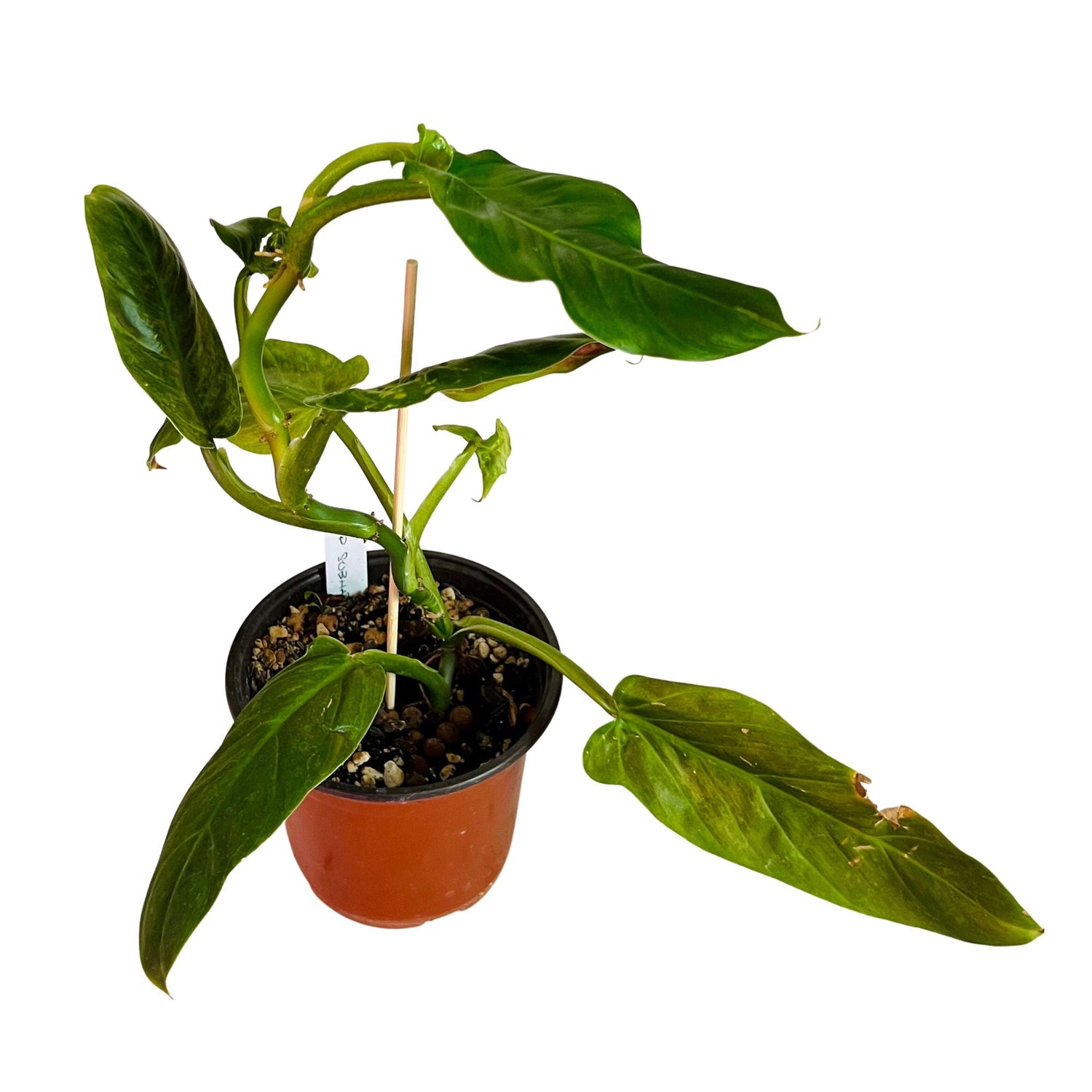 Philodendron Subhastatum in 6" pot