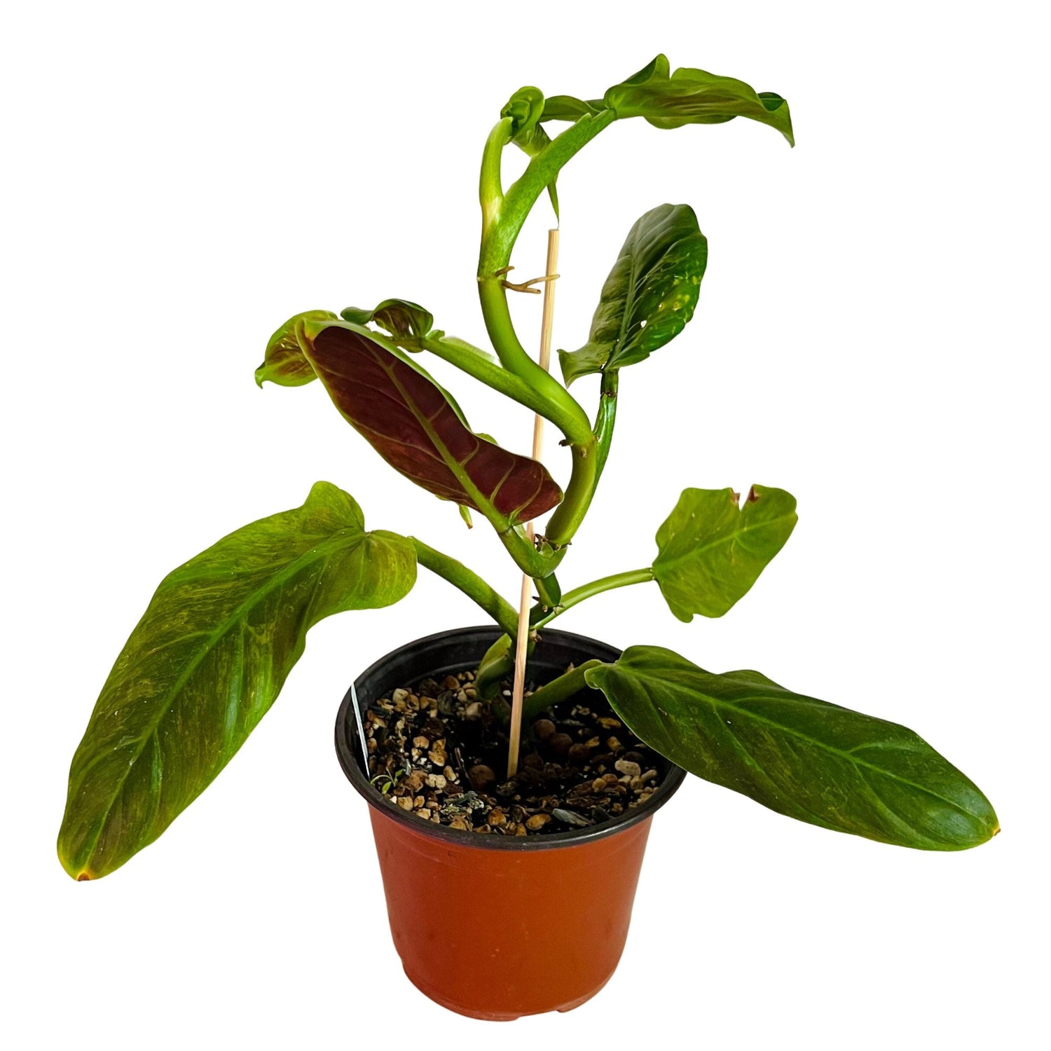 Philodendron Subhastatum in 6" pot