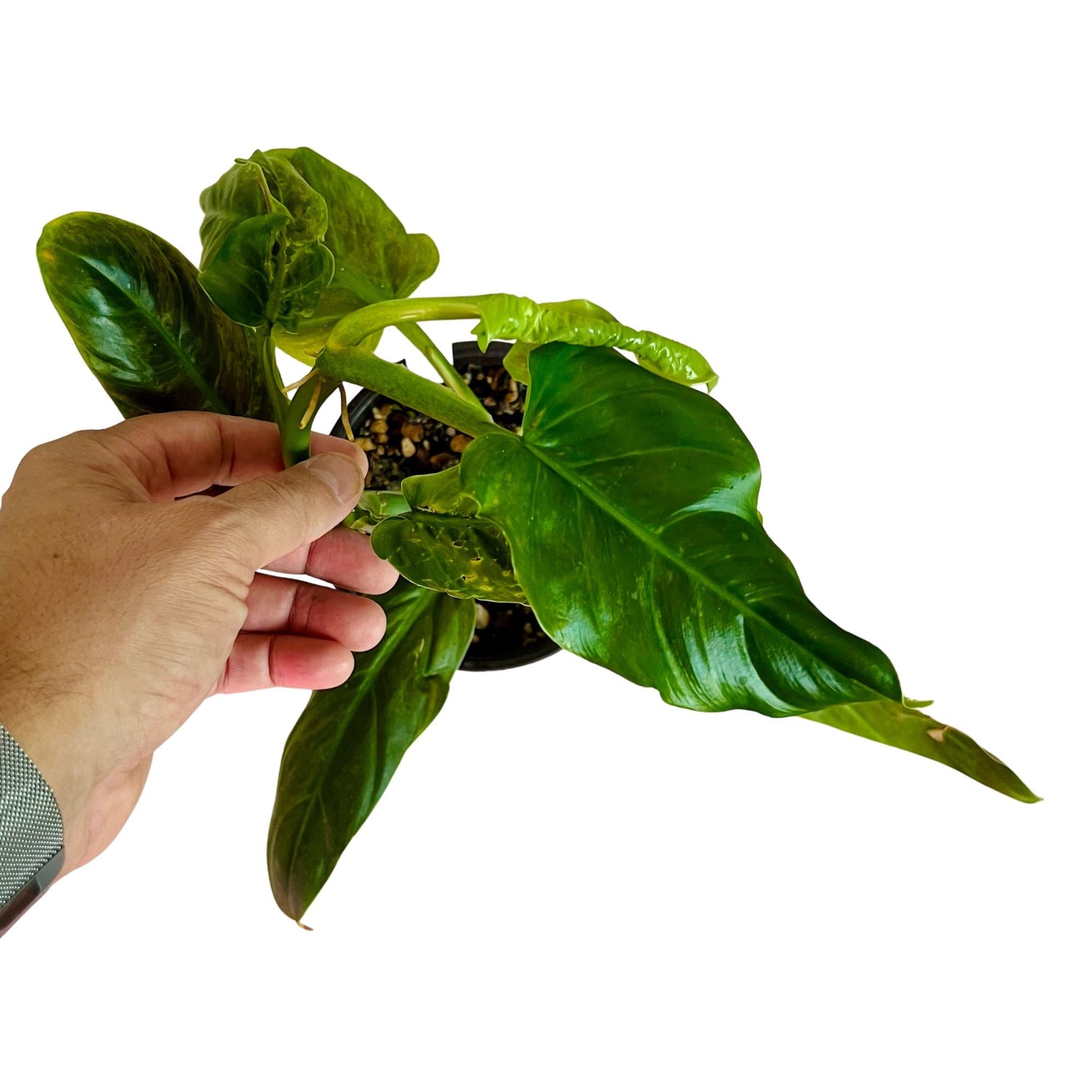 Philodendron Subhastatum in 6" pot