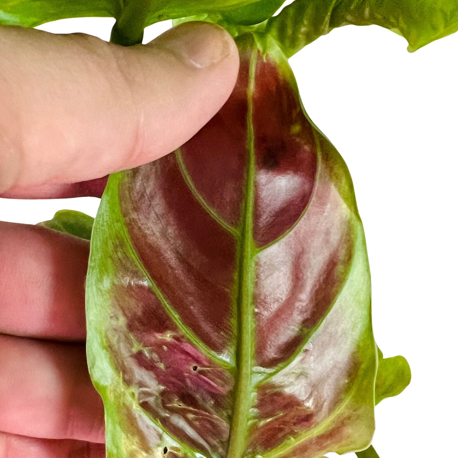 Philodendron Subhastatum in 6" pot
