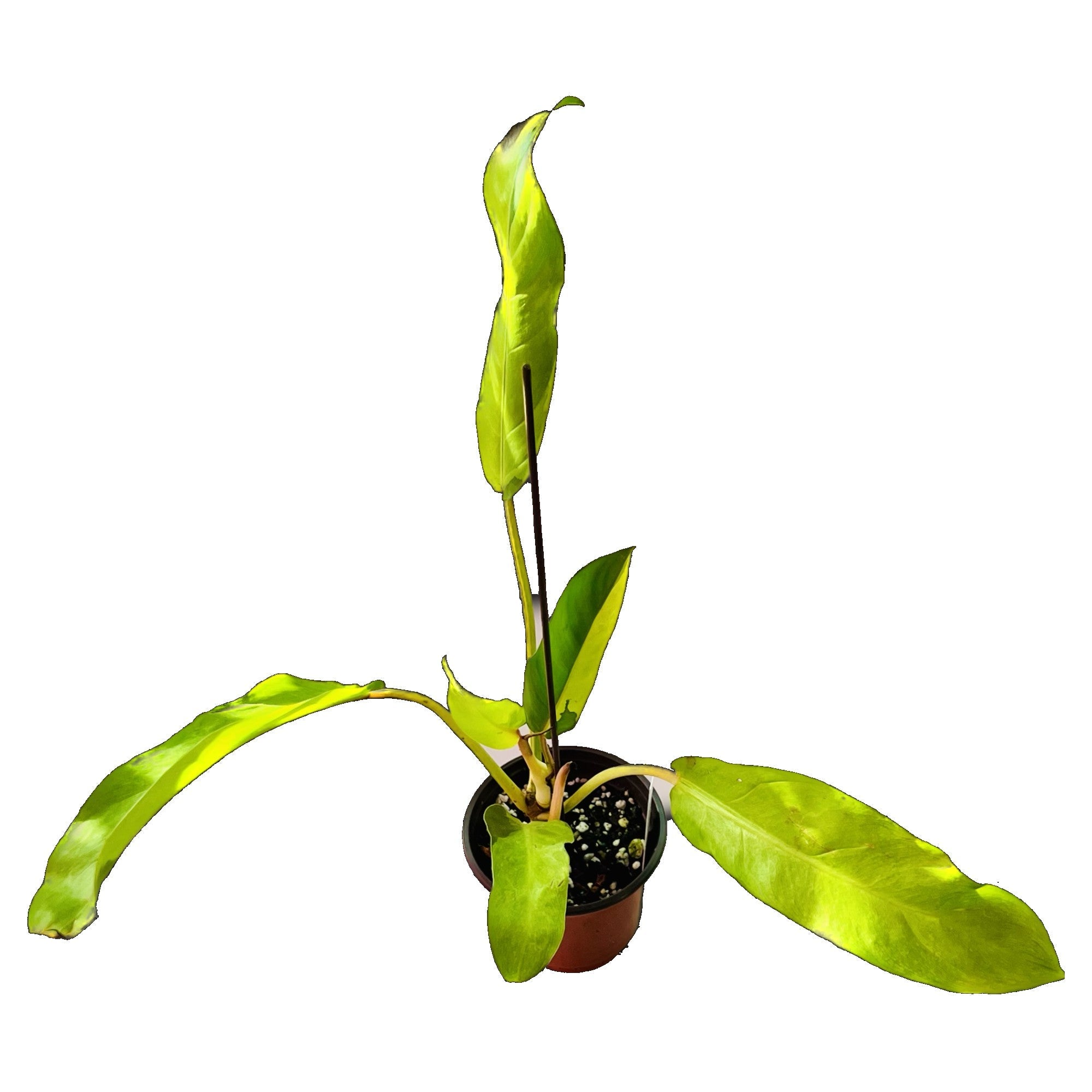 Philodendron Thai Sunrise in 4" pot