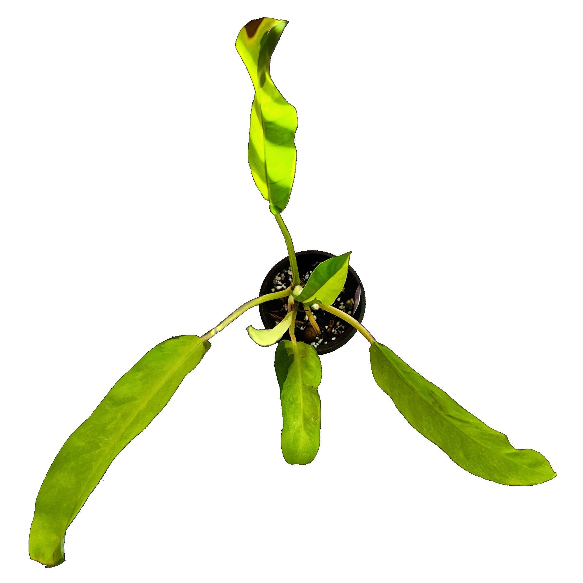 Philodendron Thai Sunrise in 4" pot