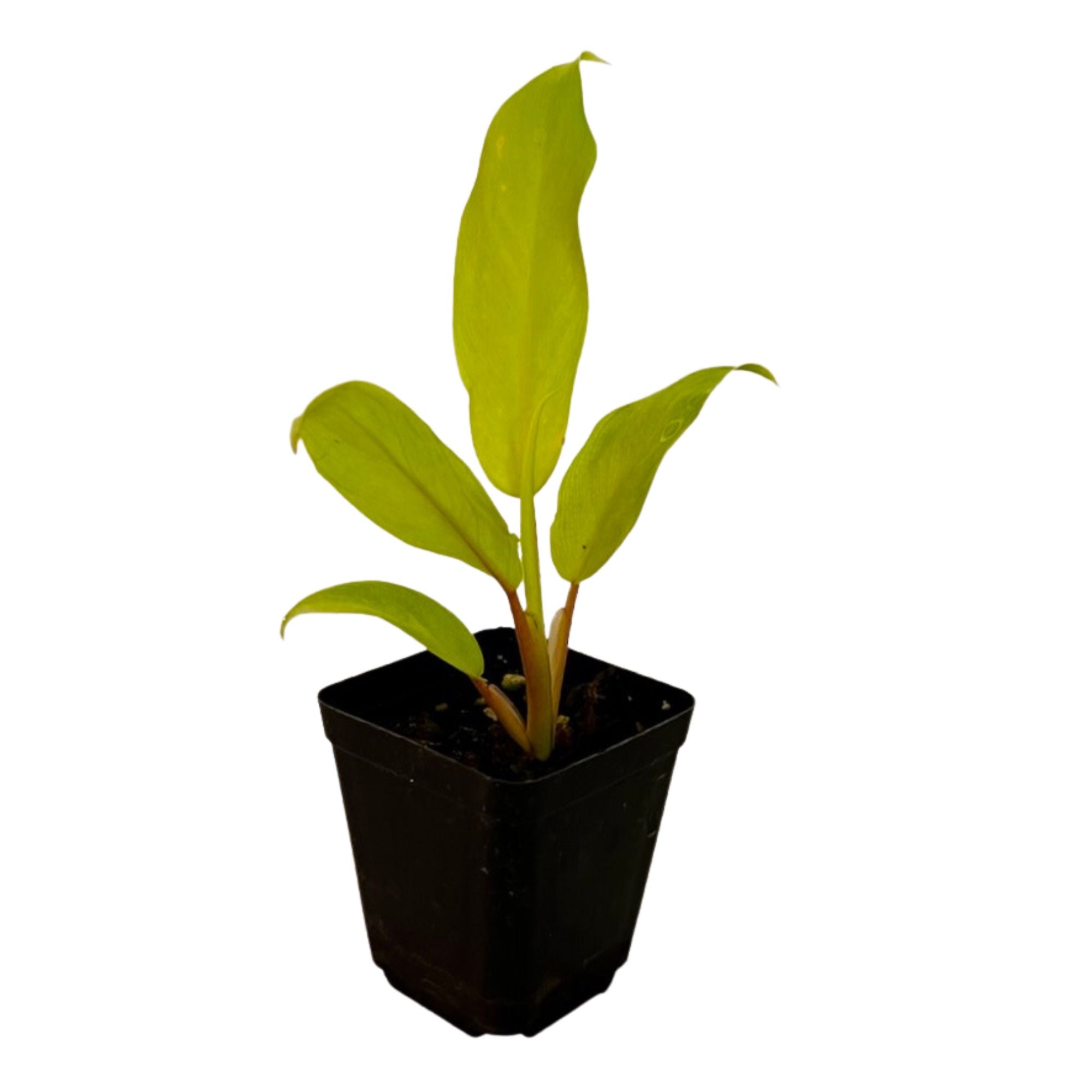 Philodendron Thai Sunrise in 2" pot