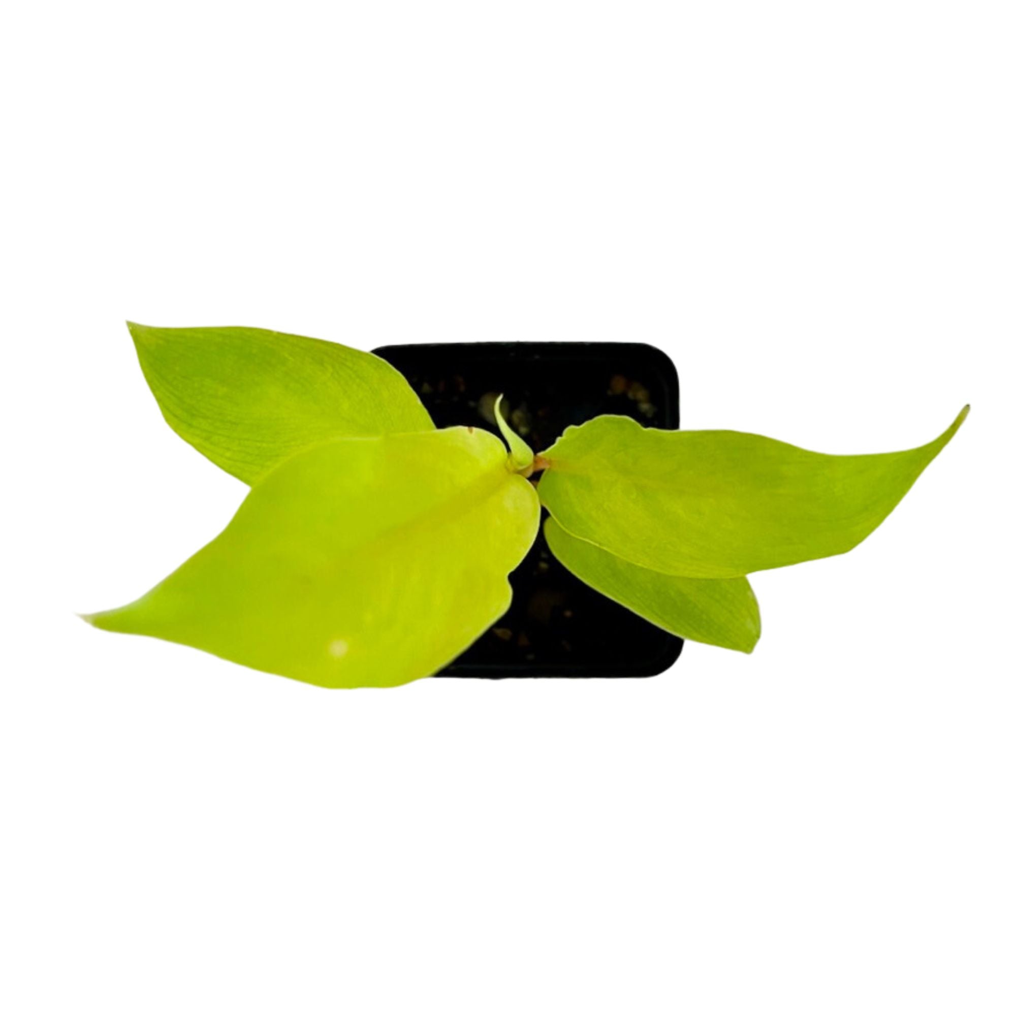 Philodendron Thai Sunrise in 2" pot
