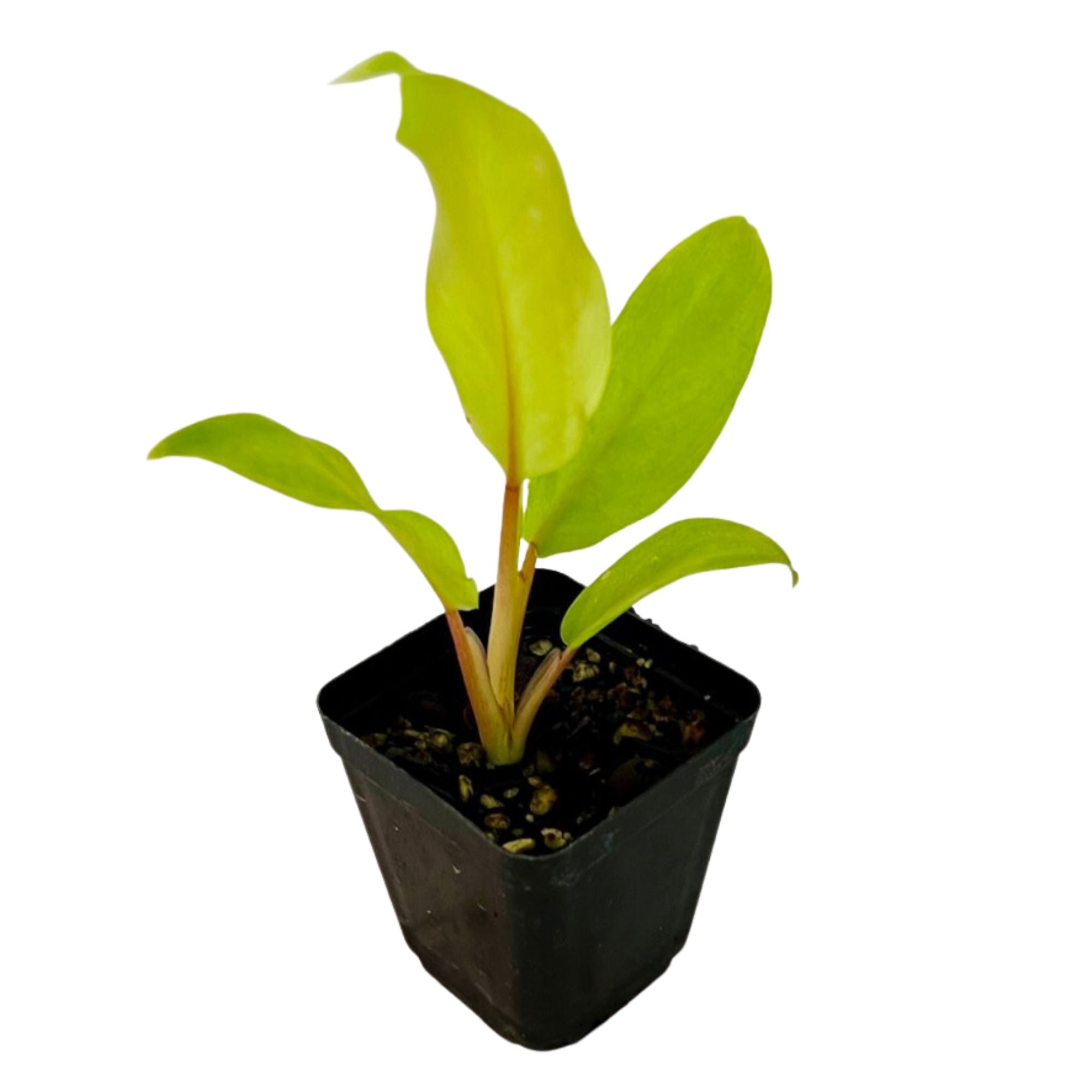 Philodendron Thai Sunrise in 2" pot