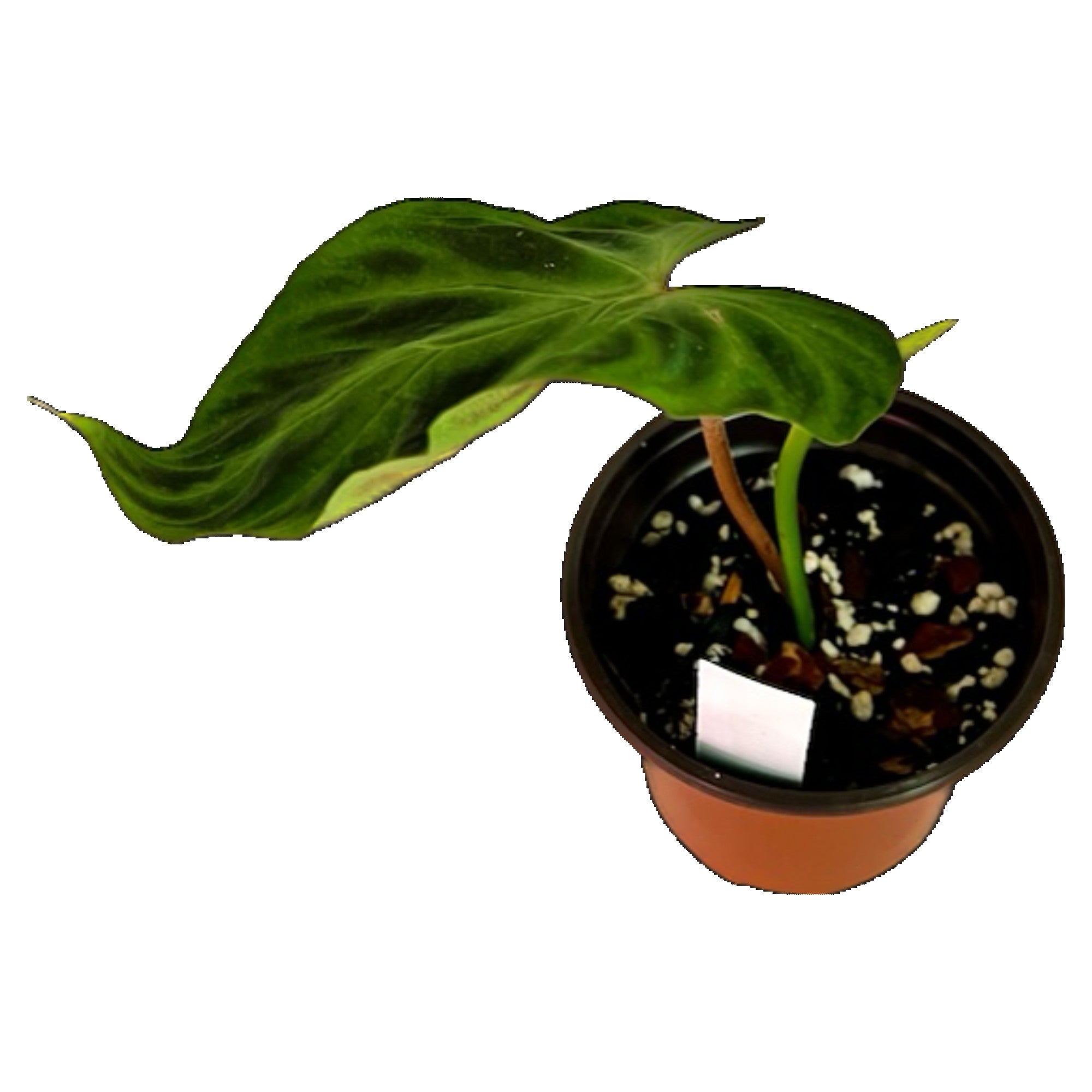Philodendron Verrucosum in 4" pot