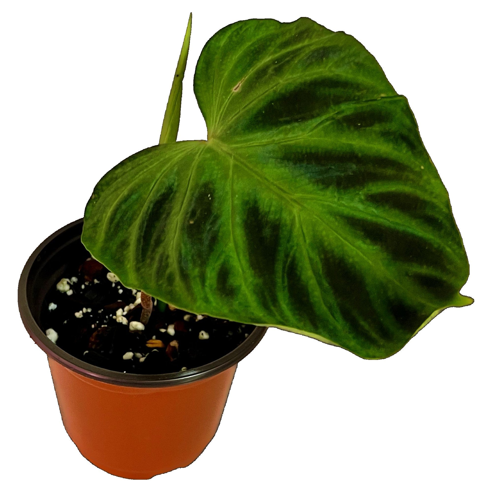 Philodendron Verrucosum in 4" pot