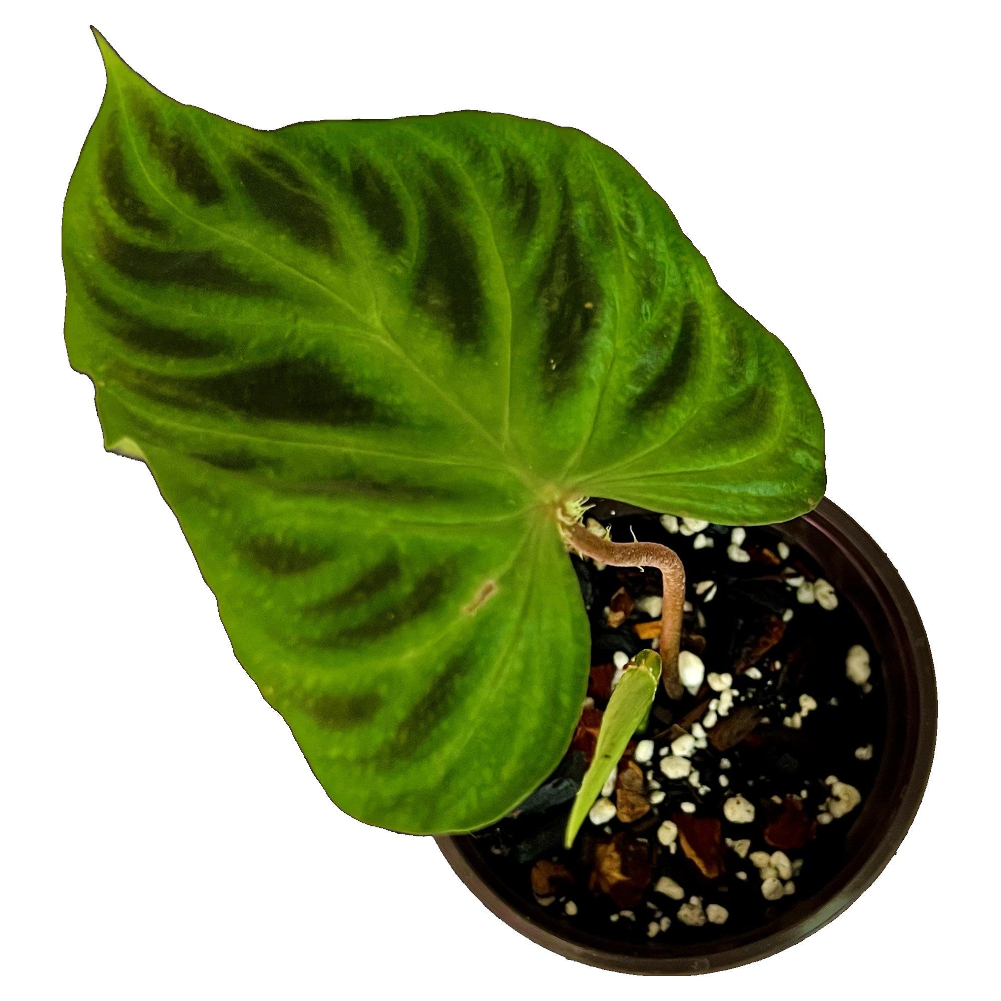 Philodendron Verrucosum in 4" pot