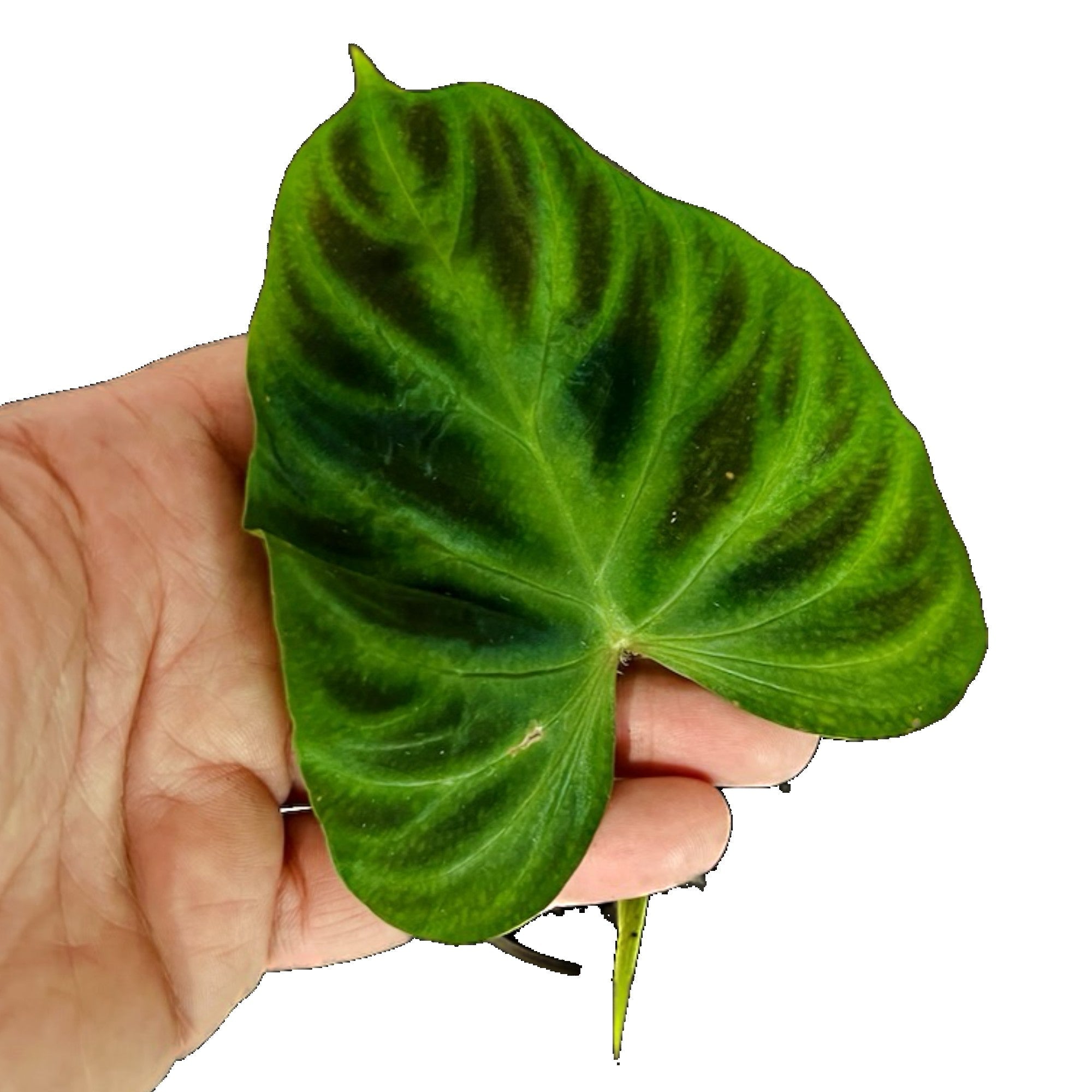 Philodendron Verrucosum in 4" pot