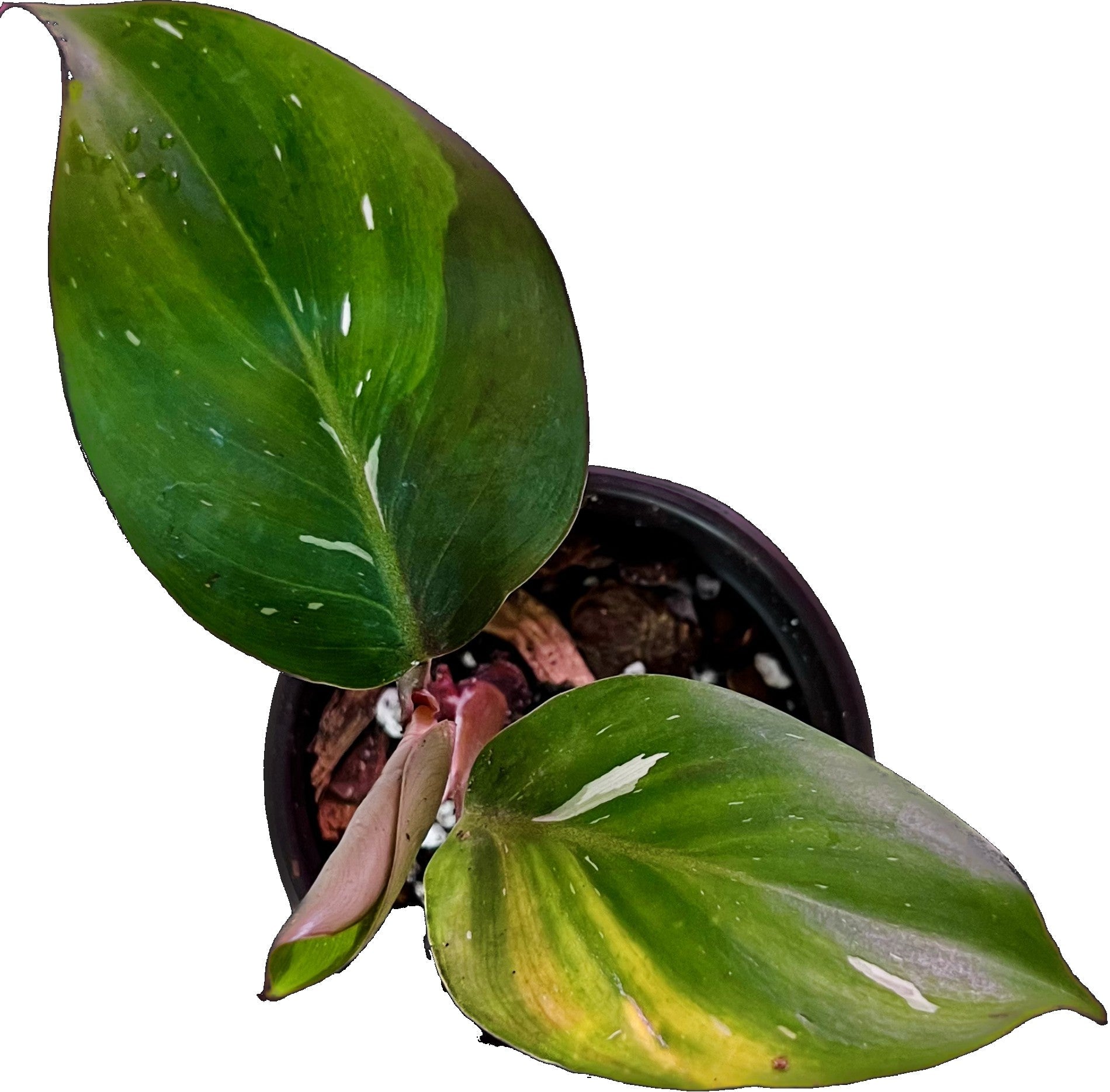 Philodendron White Knight in 4" pot