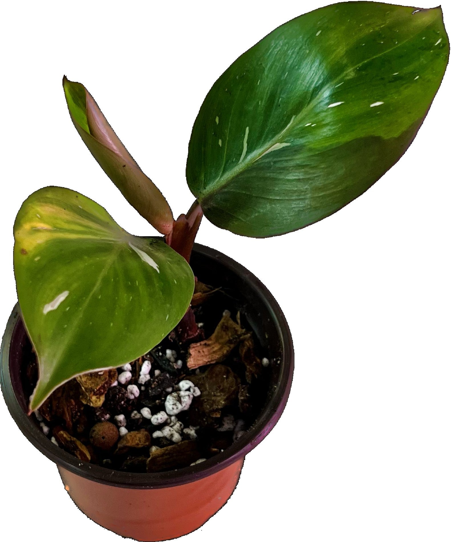 Philodendron White Knight in 4" pot