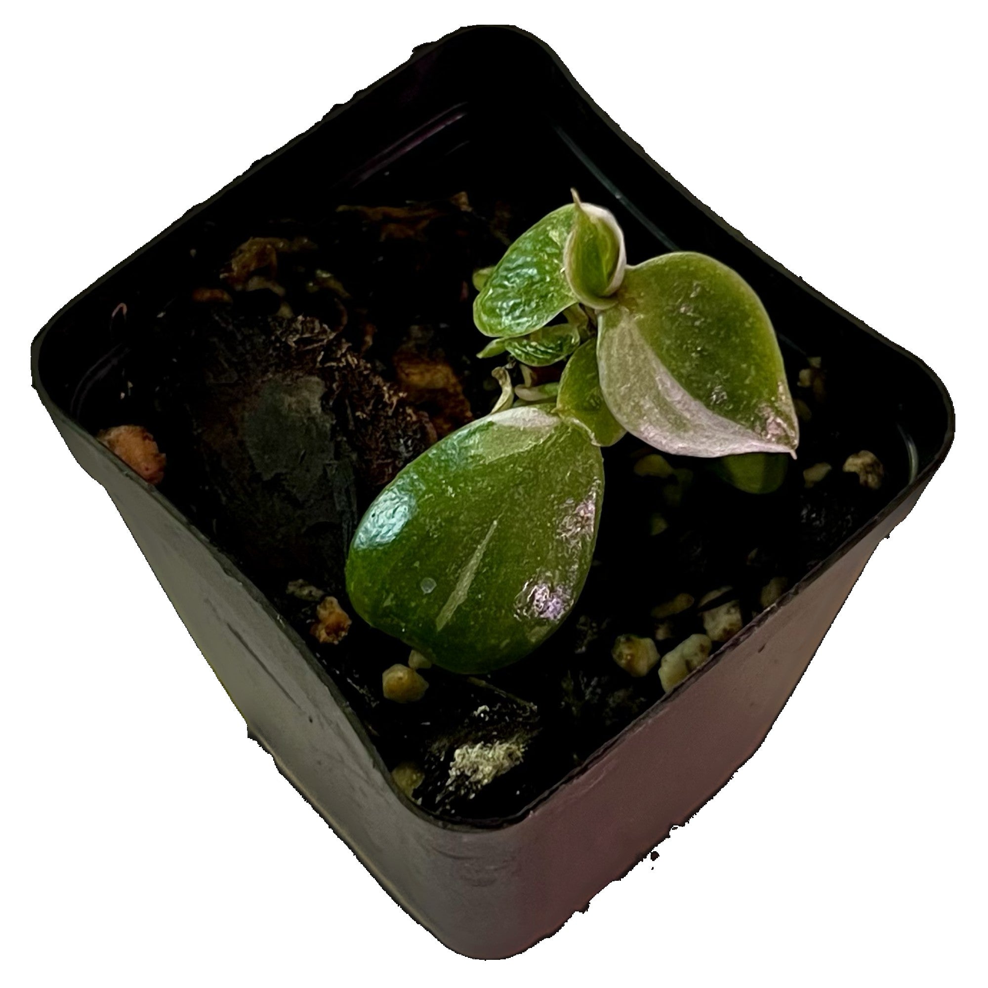 Philodendron White Knight in 2" pot