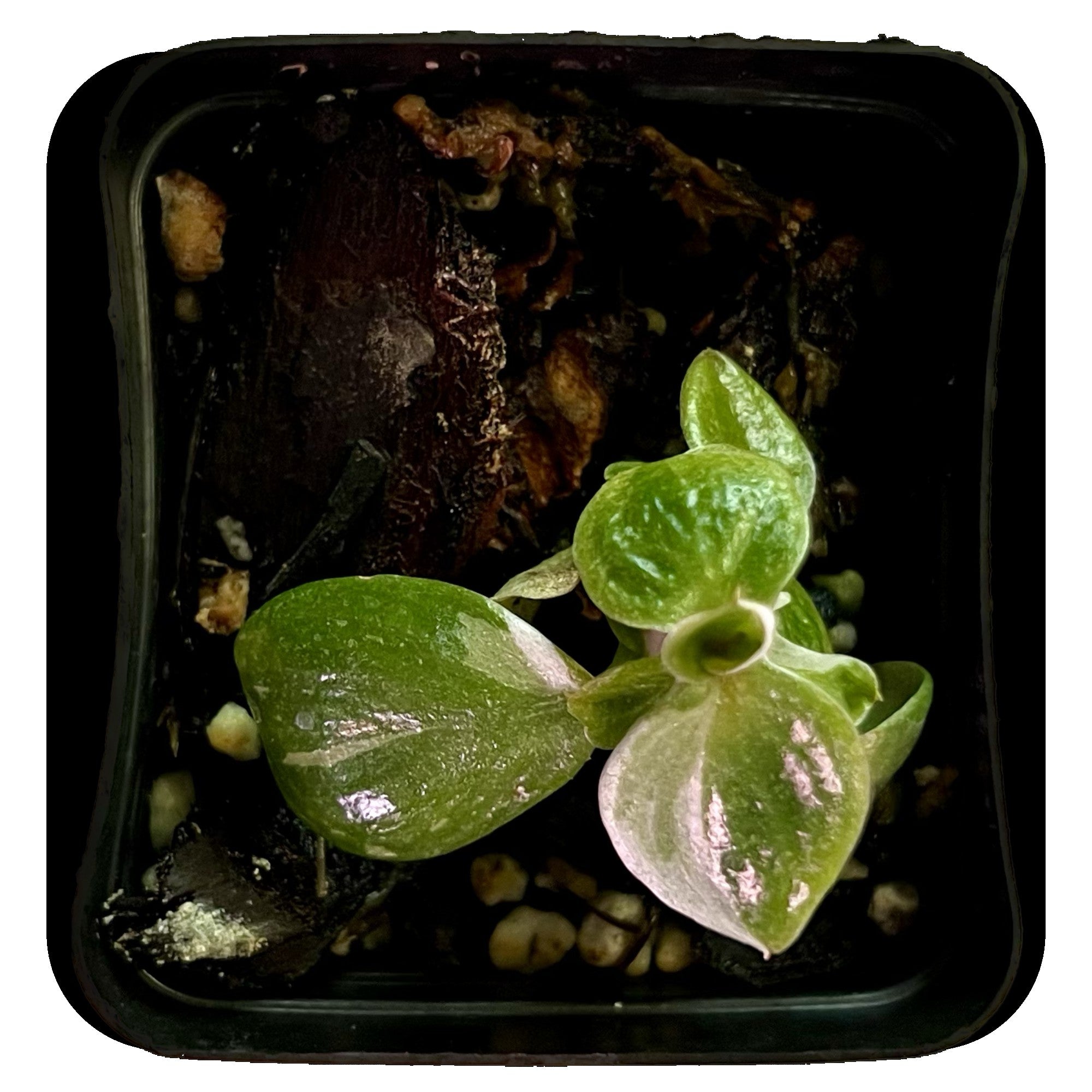 Philodendron White Knight in 2" pot