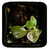 Philodendron White Knight in 2" pot