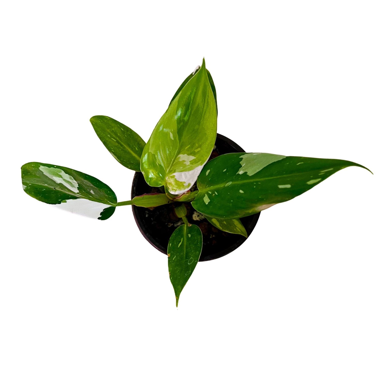 Philodendron White Princess in 4" pot