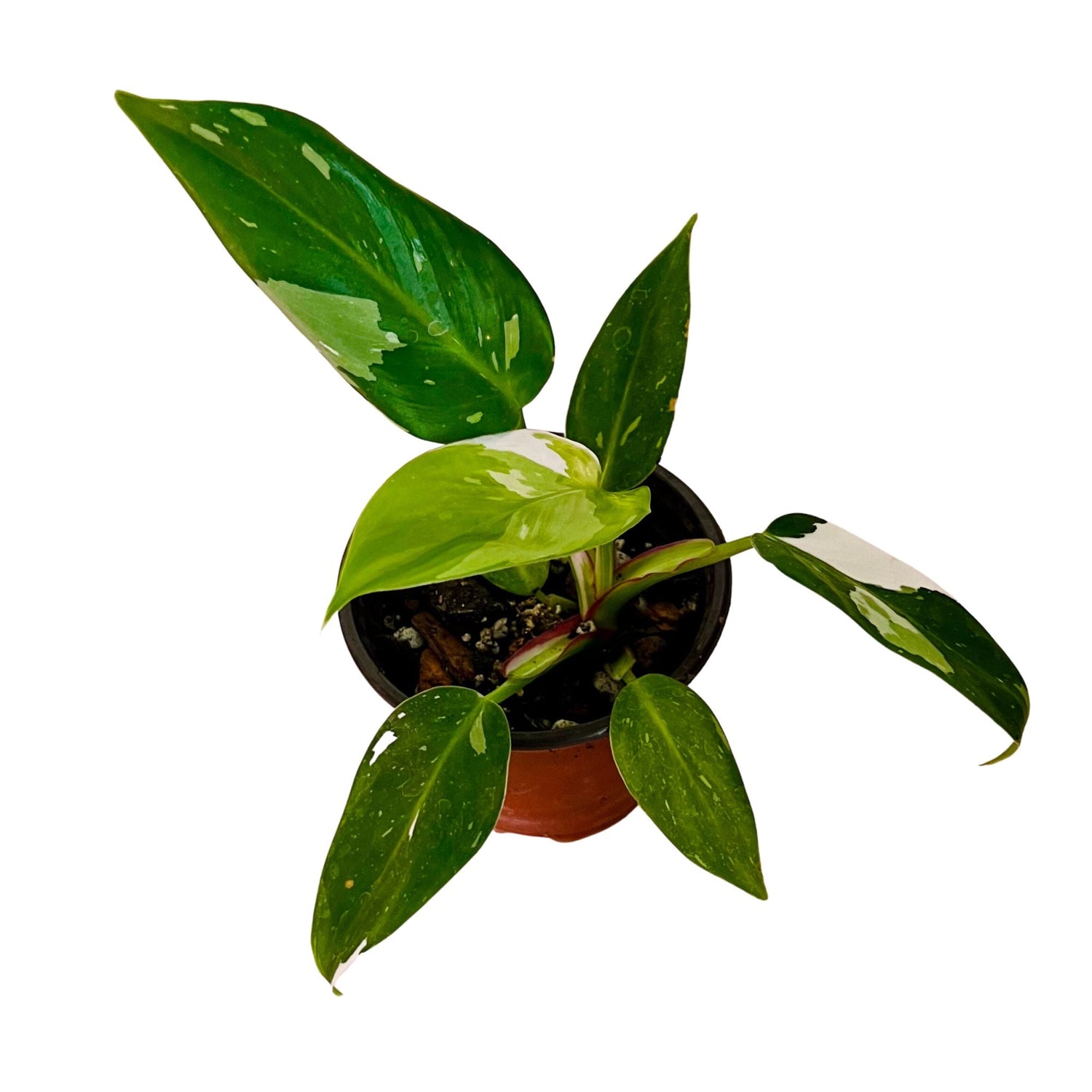 Philodendron White Princess in 4" pot