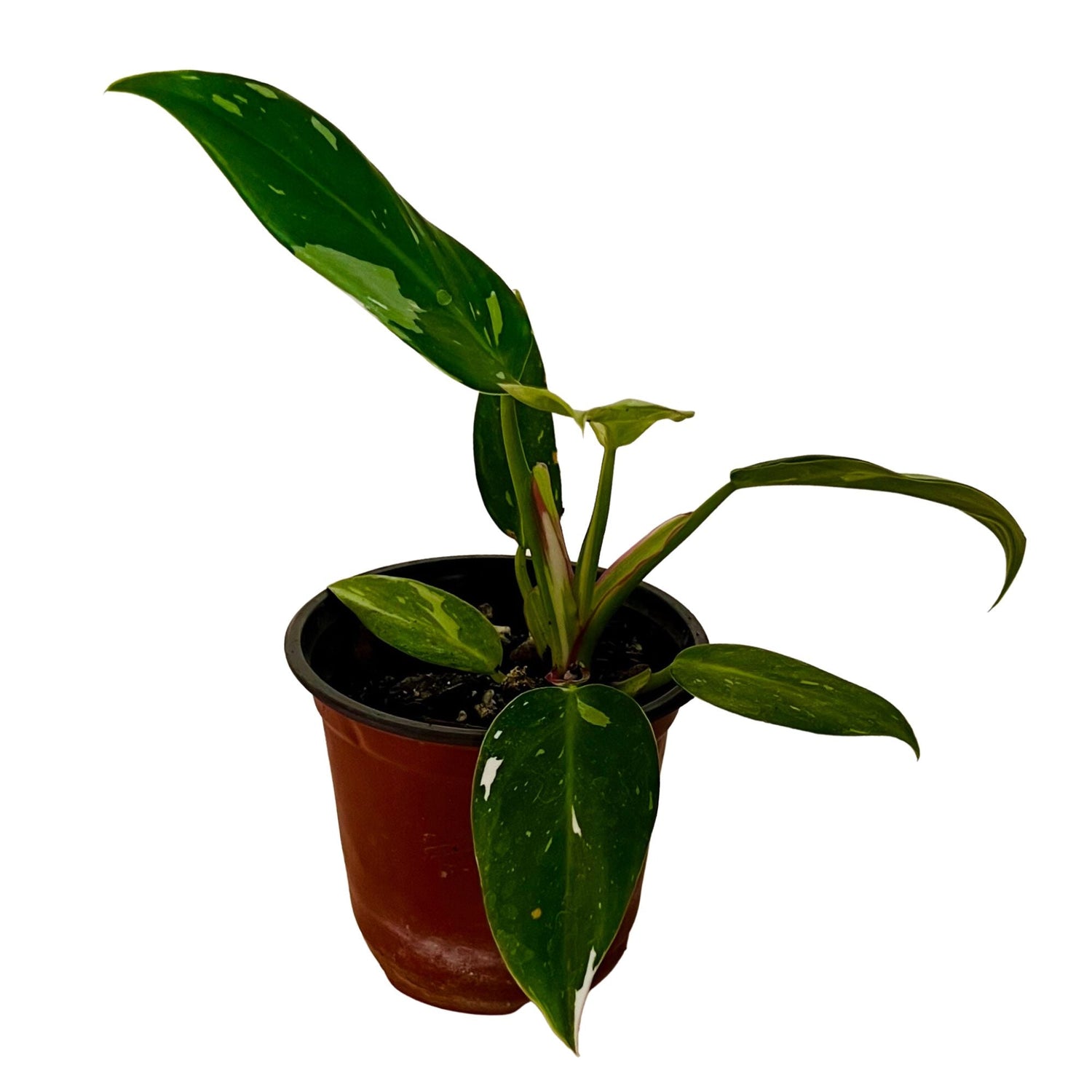 Philodendron White Princess in 4" pot