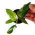 Philodendron White Princess in 4" pot