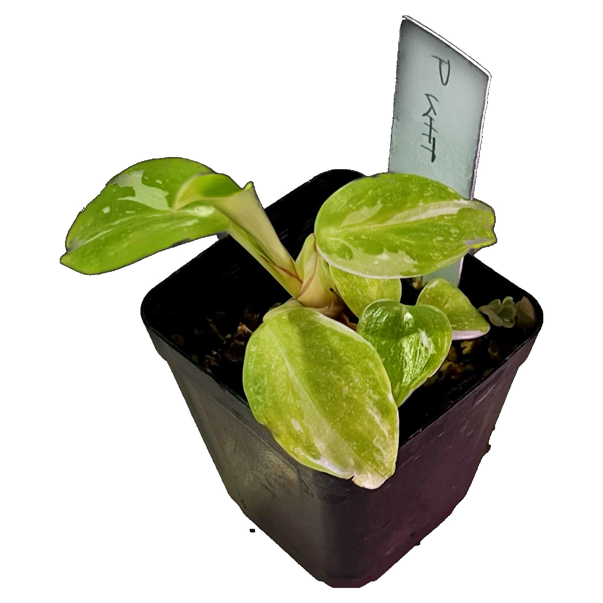 Philodendron White Princess in 2" pot