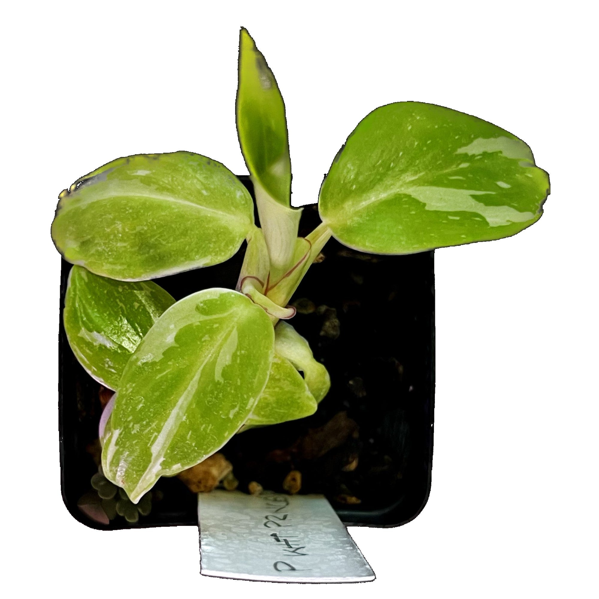 Philodendron White Princess in 2" pot