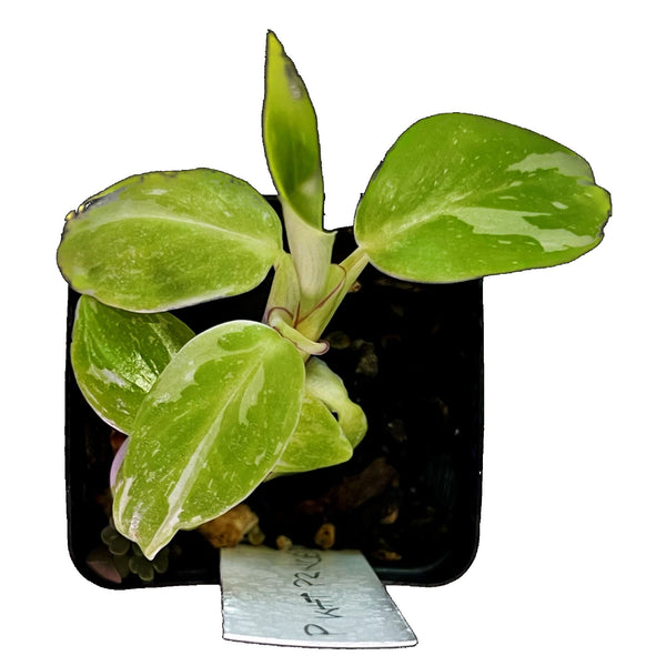 Philodendron White Princess - Starter Philodendron White Princess - Starter